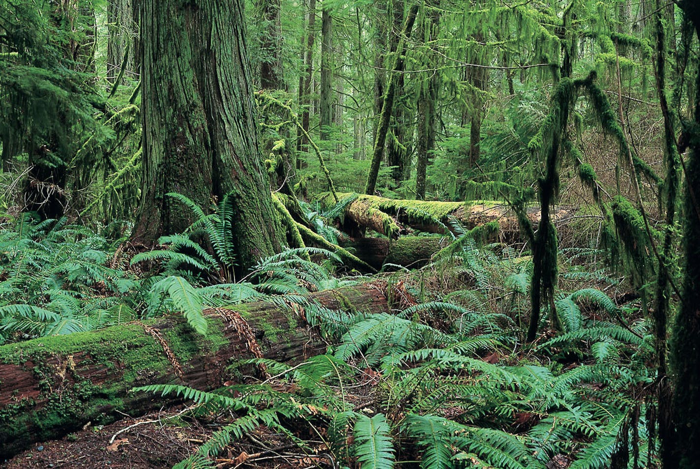 Moss, ferns and trees in the rainforest at Cathedral Grove in MacMillan Provincial Park on Vancouver Island.