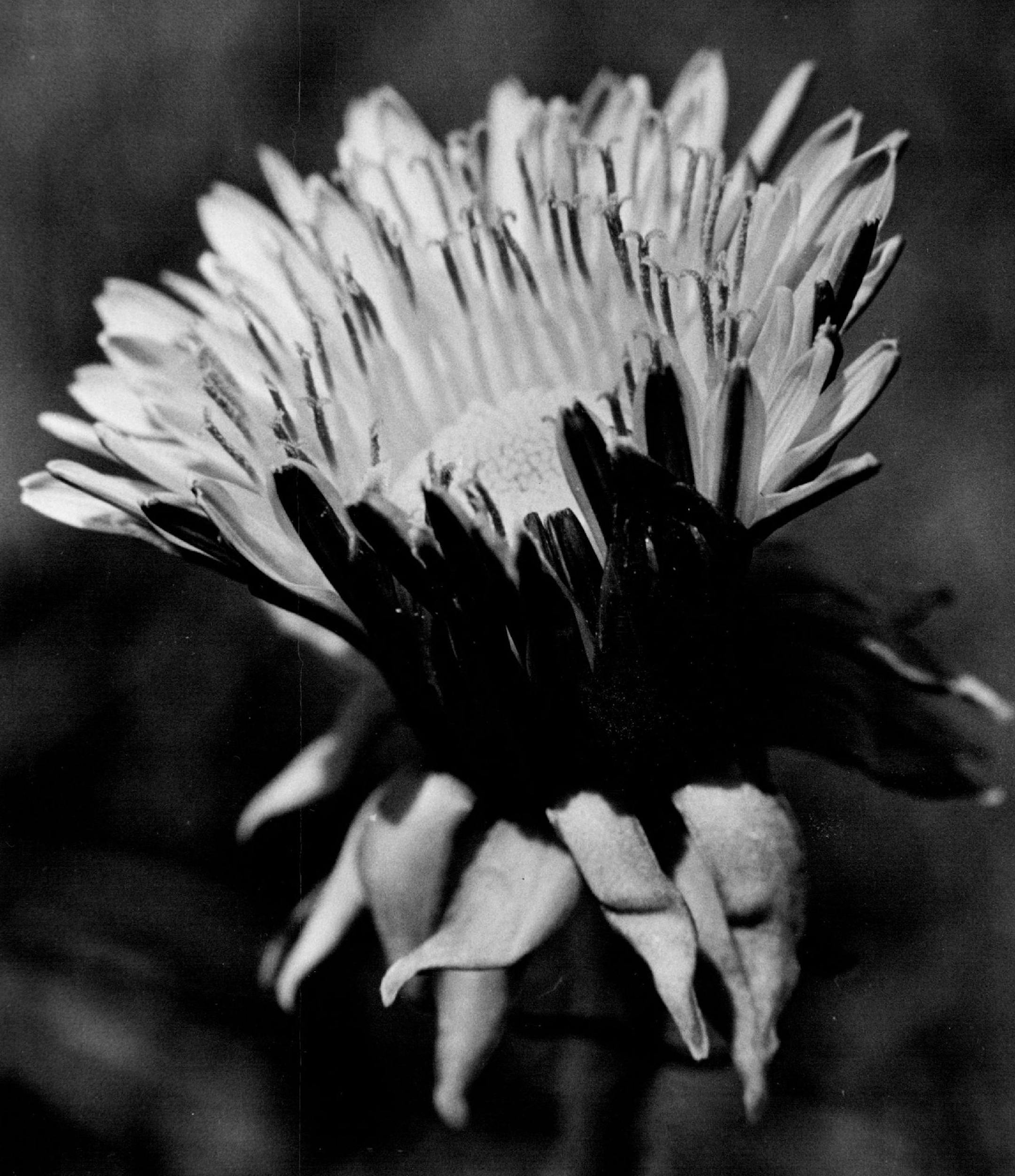 May 14, 1967 This "sunburst" view catches the flower on the way to full bloom - but not quite there. Minneapolis Sunday Tribune; Picture Magazine ORG XMIT: MIN2014091513411133