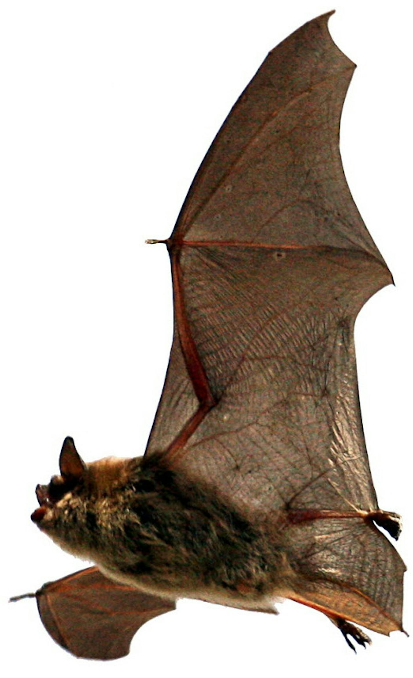 *FILE PHOTO*(NYT57) CHESTER, Mass. -- Sept. 17, 2008 -- BAT-HOUSES-BOS -- A brown bat flying at midday in Chester, Mass., in March 2008. As part of an effort to lure more of the winged animals to Boston, the zoo and a 67-year-old bat enthusiast from Roxbury have joined forces to build what they consider to be palatial digs for the critters, a slate-roofed, wooden house large enough for 300 bats to roost away the daylight hours. (Mark Wilson/The Boston Globe) ORG XMIT: MIN2015102710574025