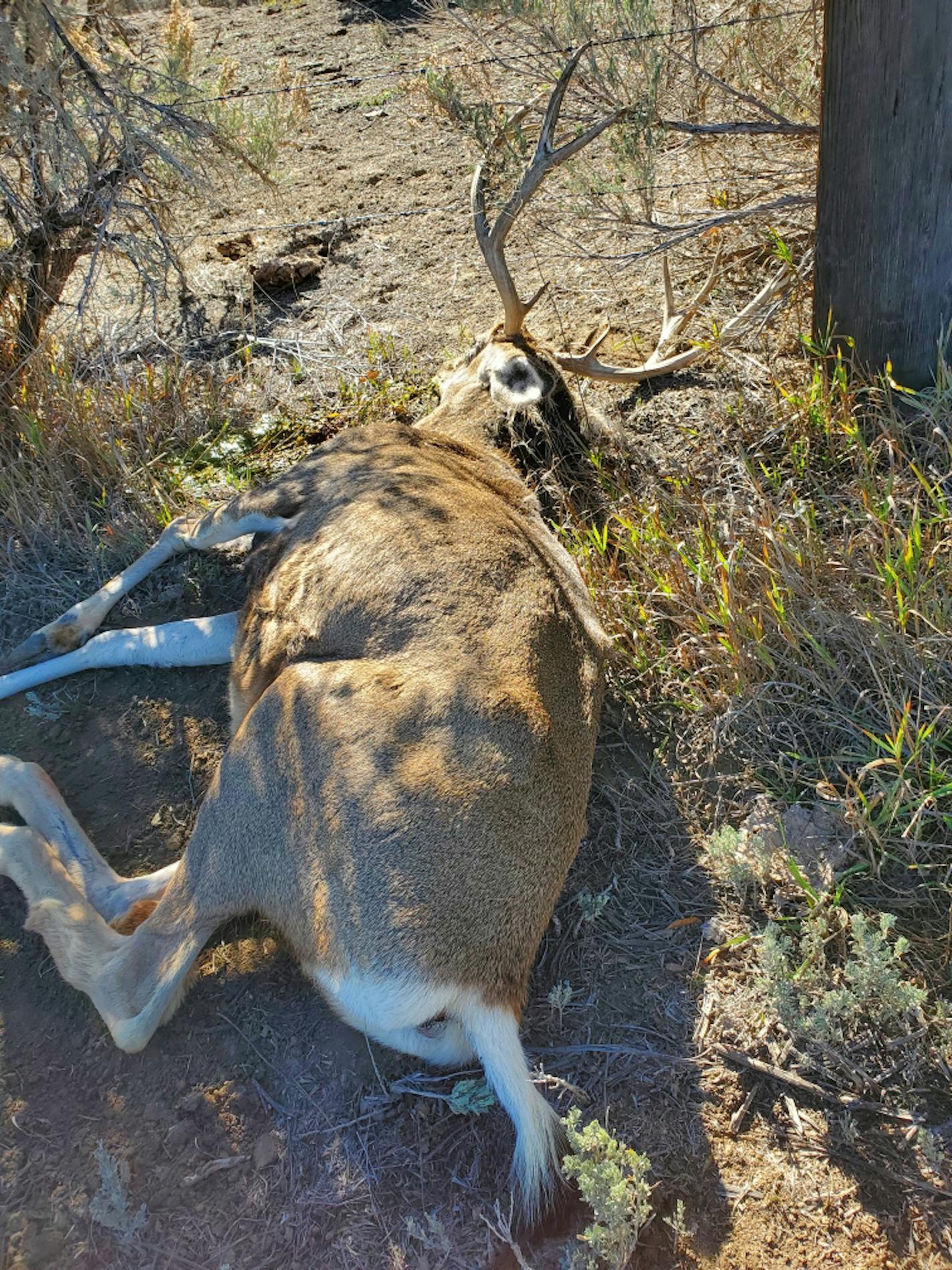 A buck mule deer was found dead in a Wyoming herd that is almost entirely infected with chronic wasting disease. The deer tested positive for CWD. CREDIT: Wyoming Game and Fish Department