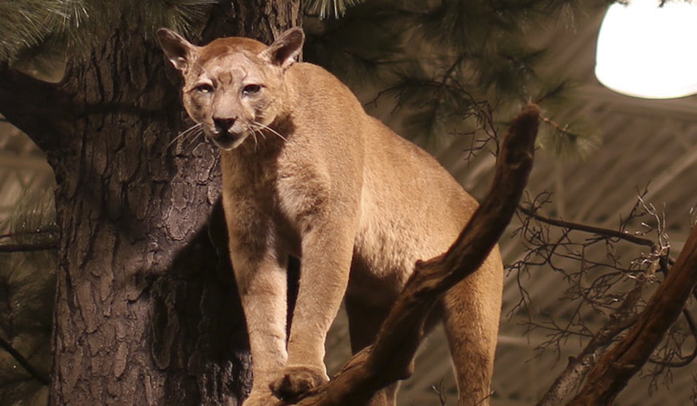 A mountain lion, among other critters, roosts in the artificial trees scattered throughout the new Cabela's store in Woodbury. ] JEFF WHEELER &#x201a;&#xc4;&#xa2; jeff.wheeler@startribune.com A new Cabela's store will open its doors in the Tamarack Village Shopping Center in Woodbury on May 15. We get a tour from the managers on Wednesday, April 16, 2014 well ahead of the media tour next month.