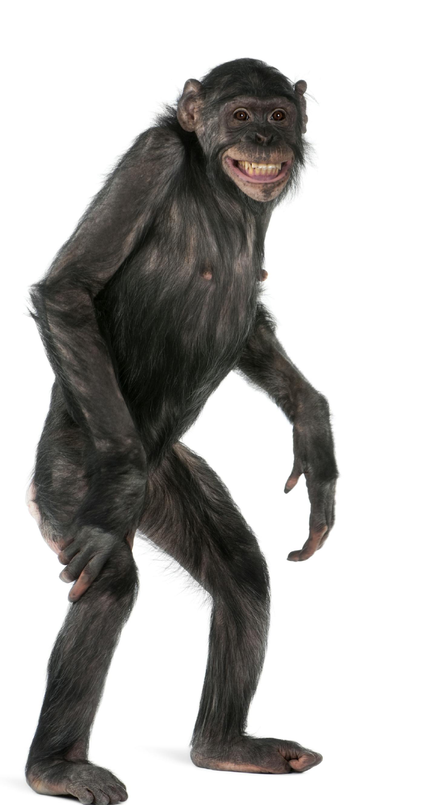 Mixed-Breed monkey between Chimpanzee and Bonobo, 8 years old, standing in front of white background