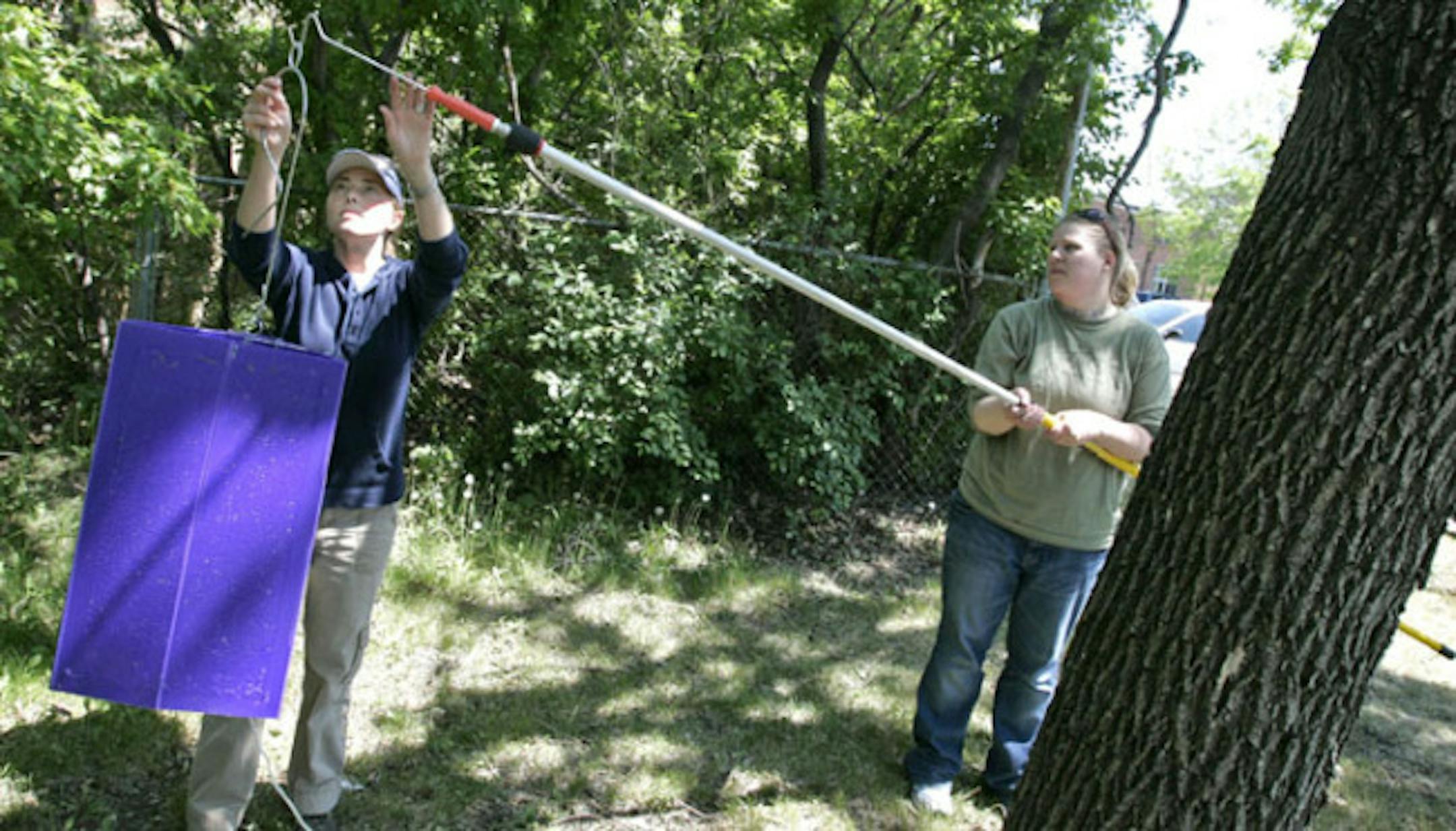 Ash borer trap