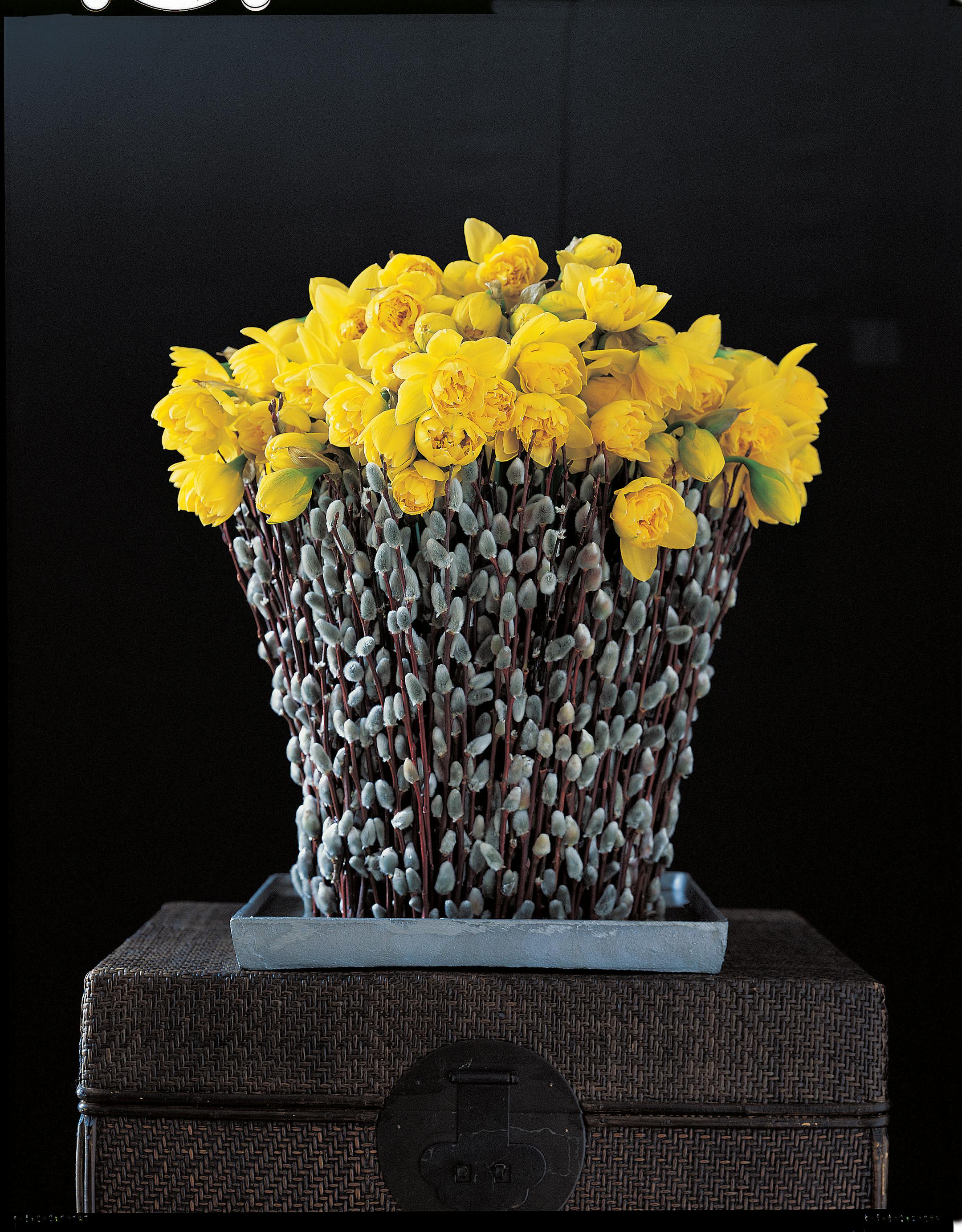 Narcissus surrounded by pussy willows in Living with Flowers