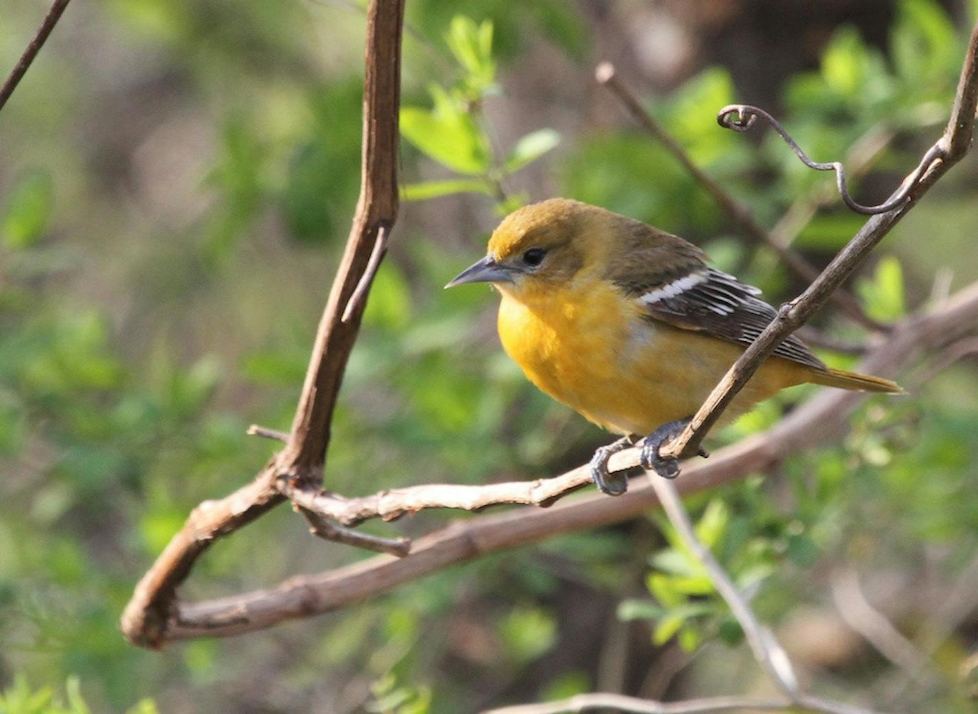 Female Baltimore orioles weave a purse-like nest from plant material and downy fibers. credit: Don Severson , Special to the Star Tribune