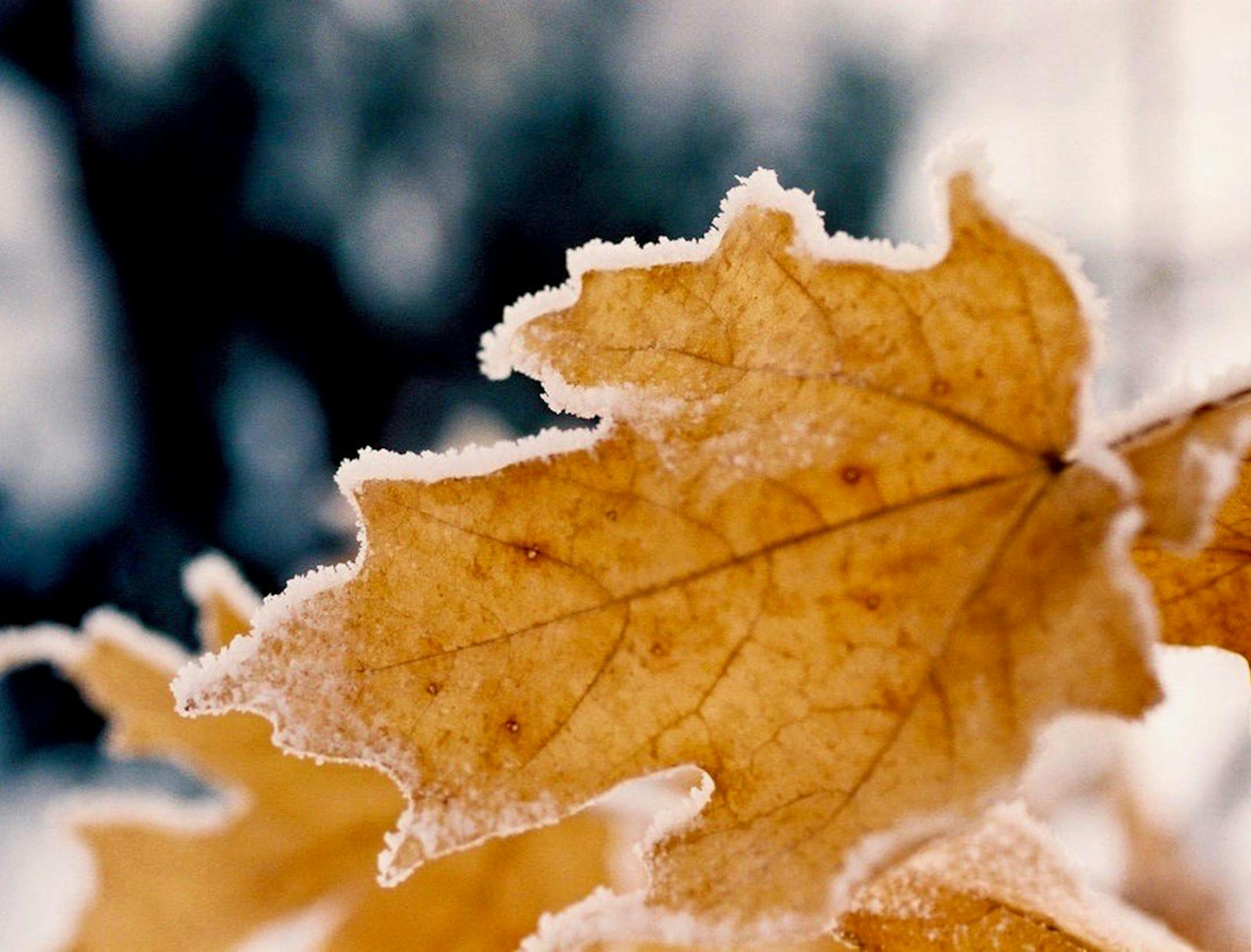 First Frost on a Maple Leaf, by Michael Grabner of Chanhassen