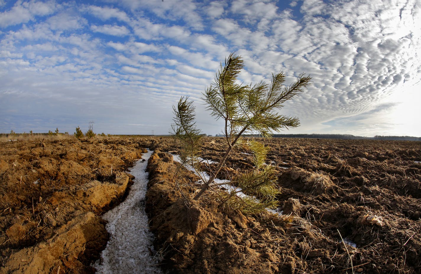 A lone pine tree survived the plowing of this field south of Park Rapids. ] The mixed pine forests of central Minnesota are rapidly being replaced with agricultural fields. PotlatchCorp. is divesting its commercial forest lands, and its cheaper for potaote producers and farmers to tear out the forest and replace it with intensively farmed row crops like ptoatotes, corn and soybeans. BRIAN PETERSON &#x2022; brianp@startribune.com Sobeka, MN - 1/28/2015