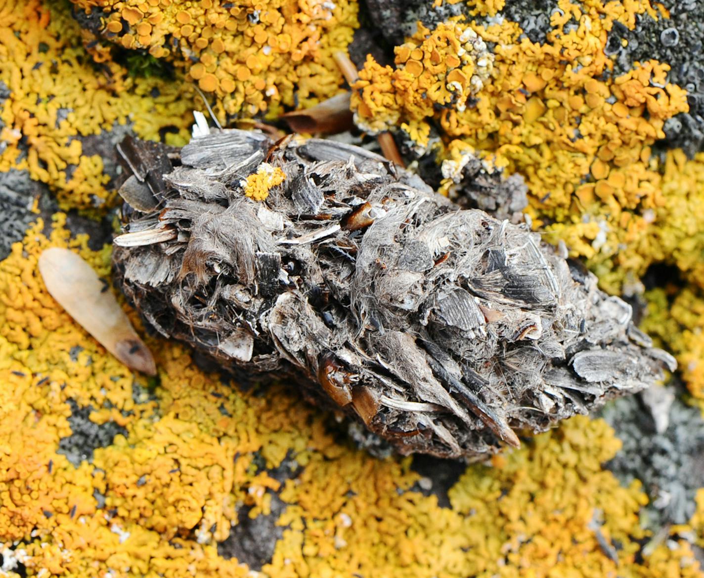 Owl pellet from the North Shore: Pellet is sitting on lichen on shore rock. Pellet contains fish scales, mussel shells, bones, and hair. Pellet was about 2.5 inches long.