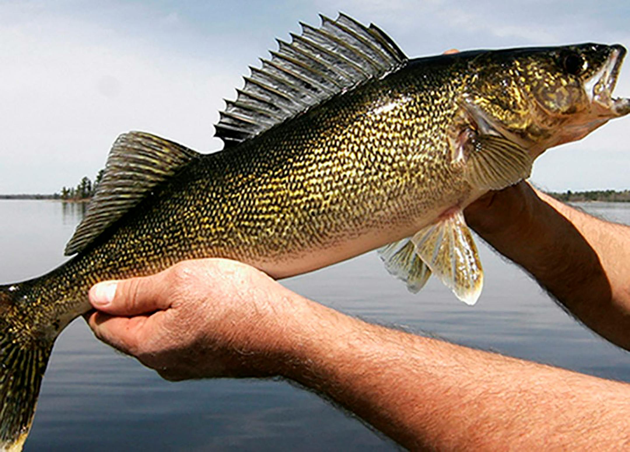 Anglers aren't threatening the future of walleyes and walleye fishing in Minnesota, a DNR biologist says. Global warming and shoreline destruction are the walleye's primary threat, he said, and cutting the walleye limit will do nothing to address either problem. (Dennis Anderson/Minneapolis Star Tribune/TNS) ORG XMIT: 51809229W