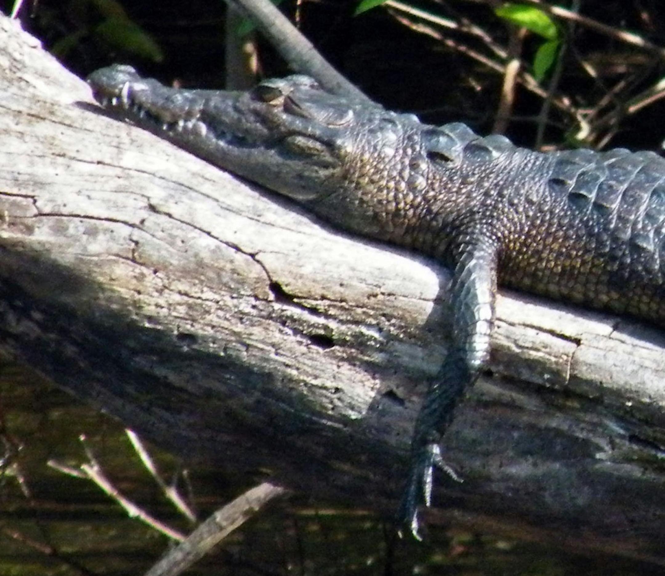 A crocodile basks in the sun in Belize. (Ray Grumney/Minneapolis Star Tribune/MCT) ORG XMIT: 1145856