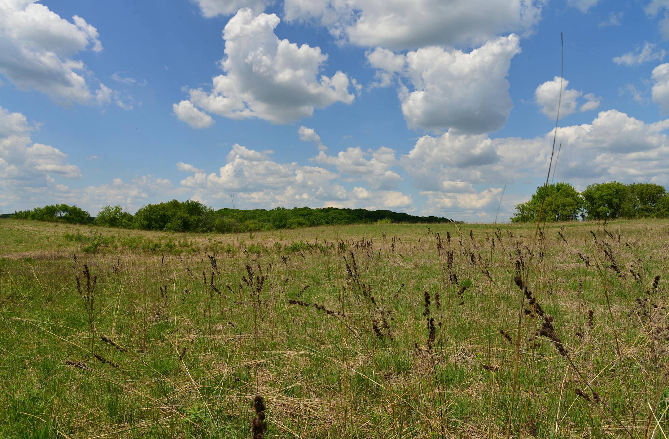 This is the meadow that Doug Dayton restored ] When Doug Dayton bought nearly 100 acres of woods and fields just a few minutes north of Wayzata, he vowed to create a refuge of waving grasslands, knotted walking trails and placid ponds. The place would become a refuge from the demands of running the family department store, and a place to raise his family. He restored nearly 40 acres of native prairie grasslands and forbs, and hand-planted hundreds of plum trees, oaks and pines that now tower ove