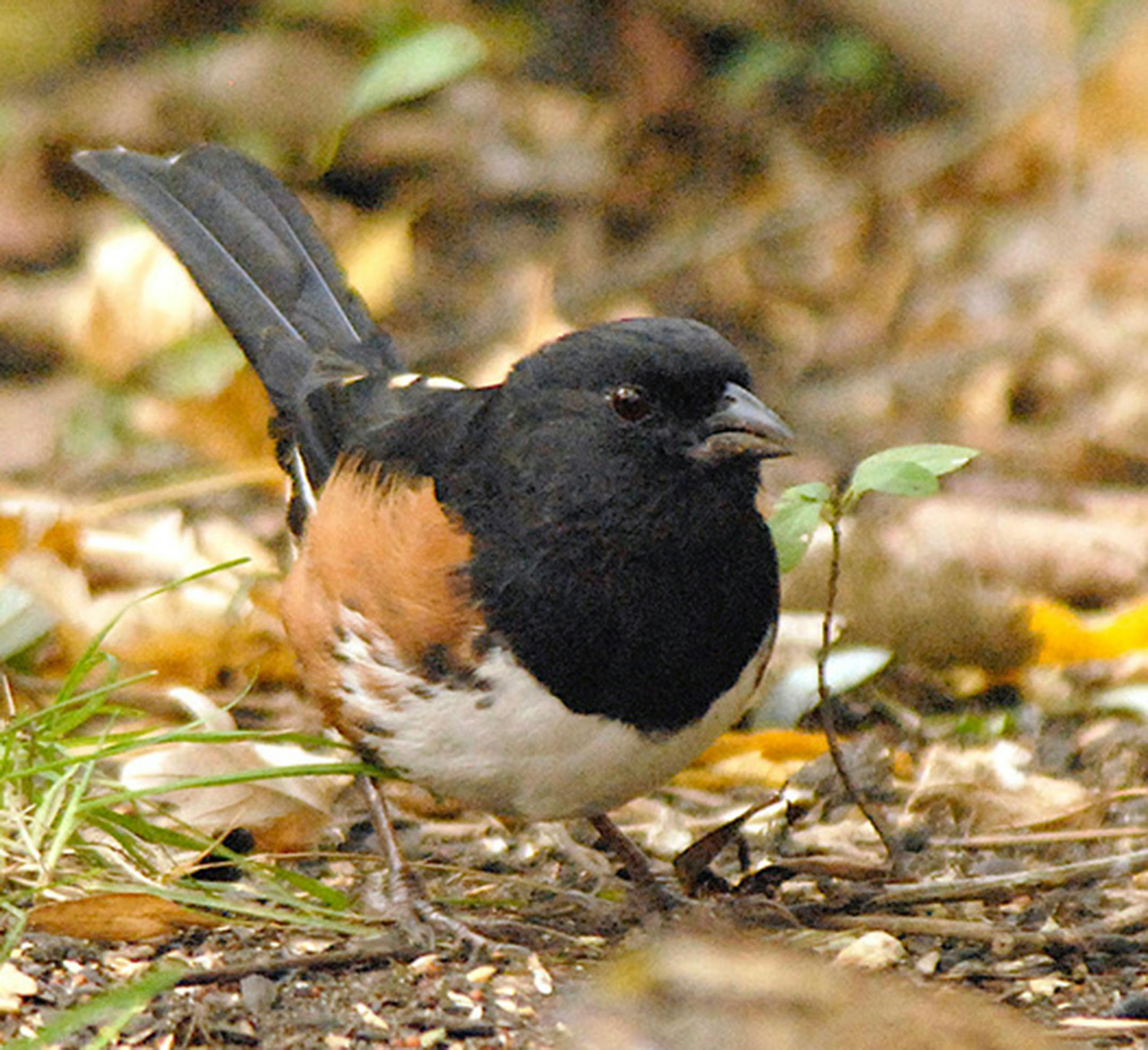 An Eastern towhee scratches on the ground at a stopover.Jim Williams photo