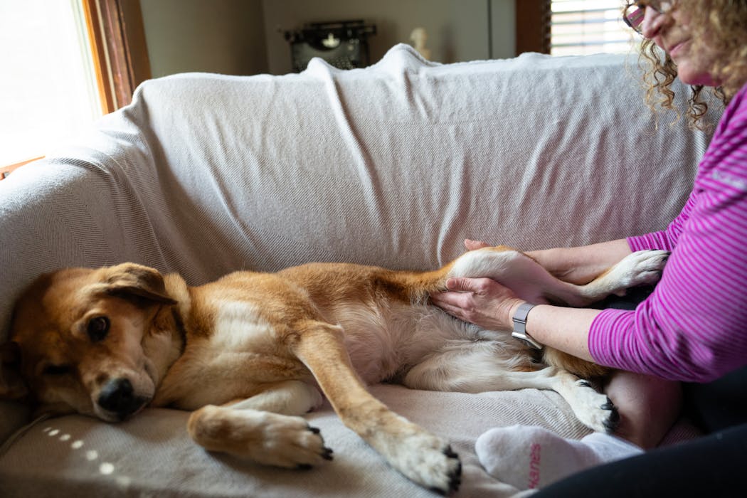 Certified dog massage therapist Heidi Hesse does some compression on Jenny's hind legs.