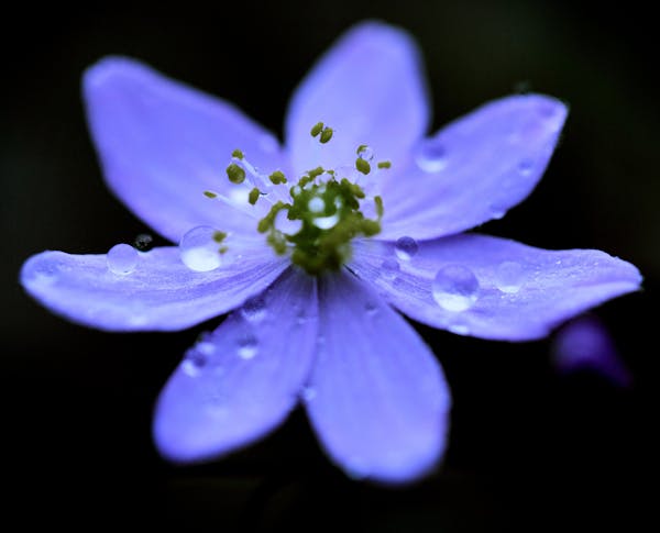 Hepatica flower blooms in early spring at Itasca State Park. ] BRIAN PETERSON &#x2022; brian.peterson@startribune.com Itasca State Park, MN 08/18/14 O
