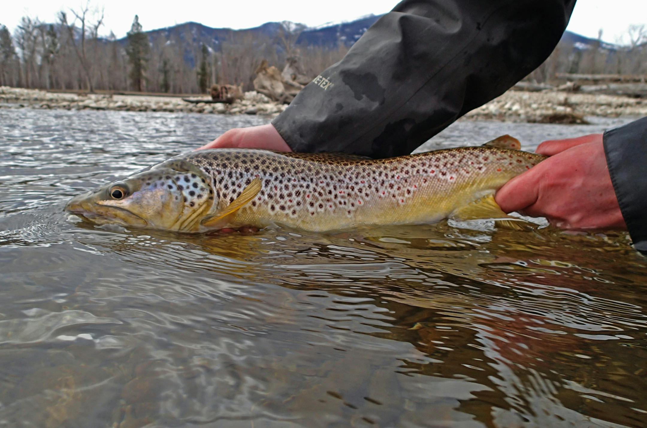 A 21-inch brown trout caught on a dry fly by Dennis Anderson on the Bitterroot River, Mont.