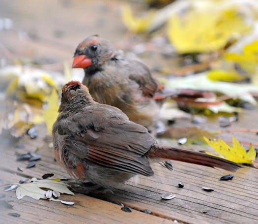 Young cardinals aren't red until late in their first year.