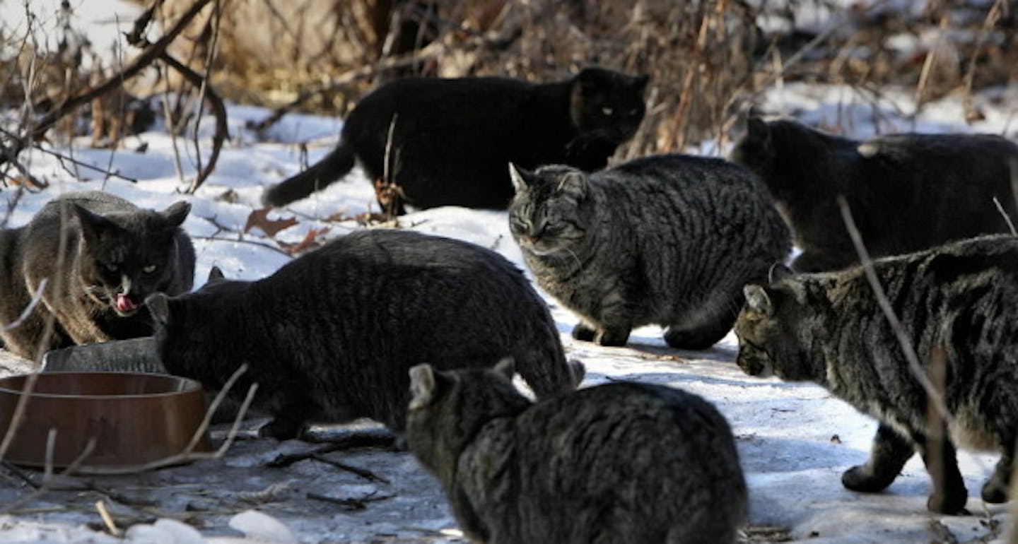 Are feral cats an invasive species?