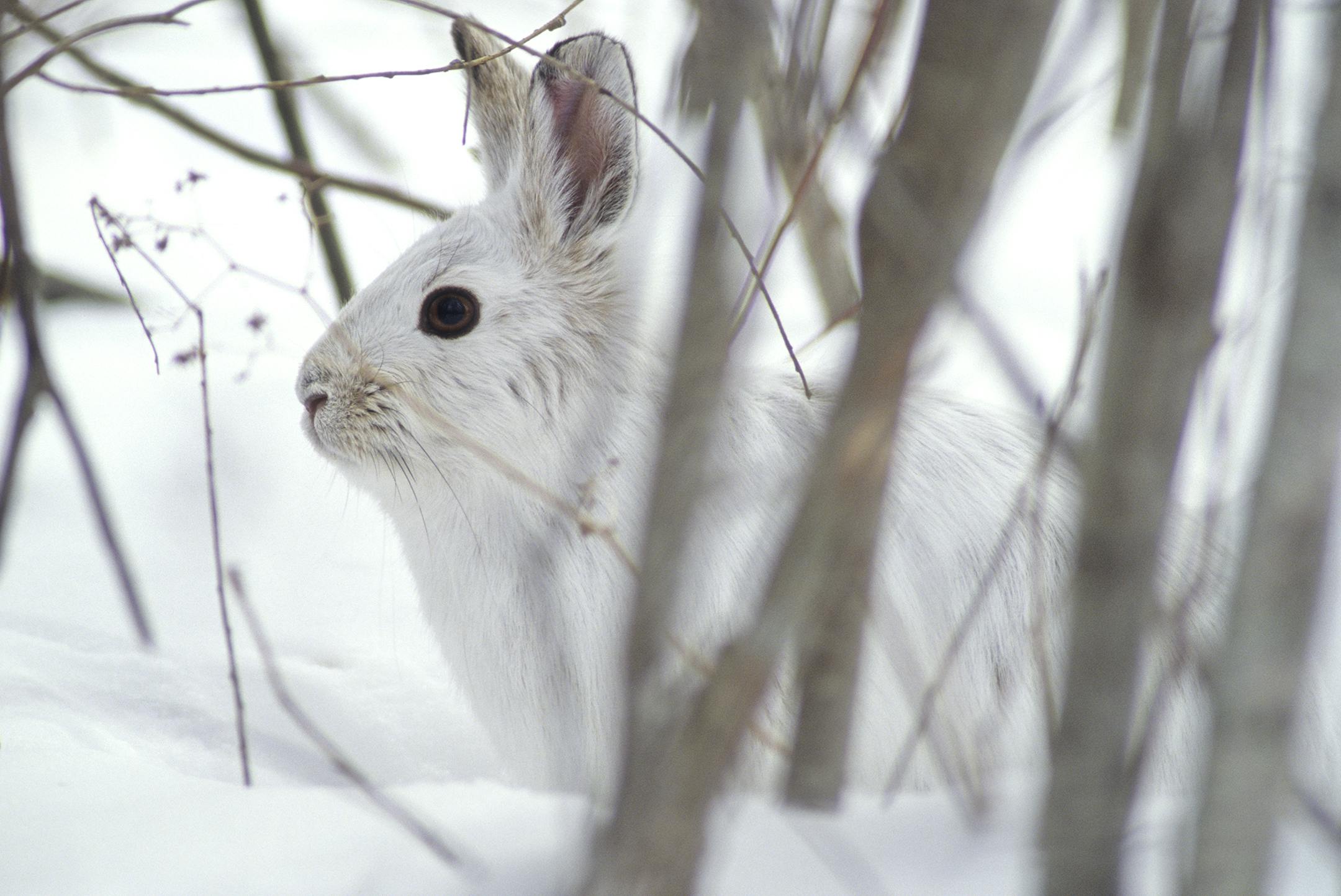DO NOT USE! ONE-TIME USE WITH BILL MARCHEL COPY ONLY. Photo by Bill Marchel. Snowshoe hares turn white during winter, rendering them one of the most cryptic critters of the North Woods.