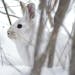 DO NOT USE! ONE-TIME USE WITH BILL MARCHEL COPY ONLY. Photo by Bill Marchel. Snowshoe hares turn white during winter, rendering them one of the most c