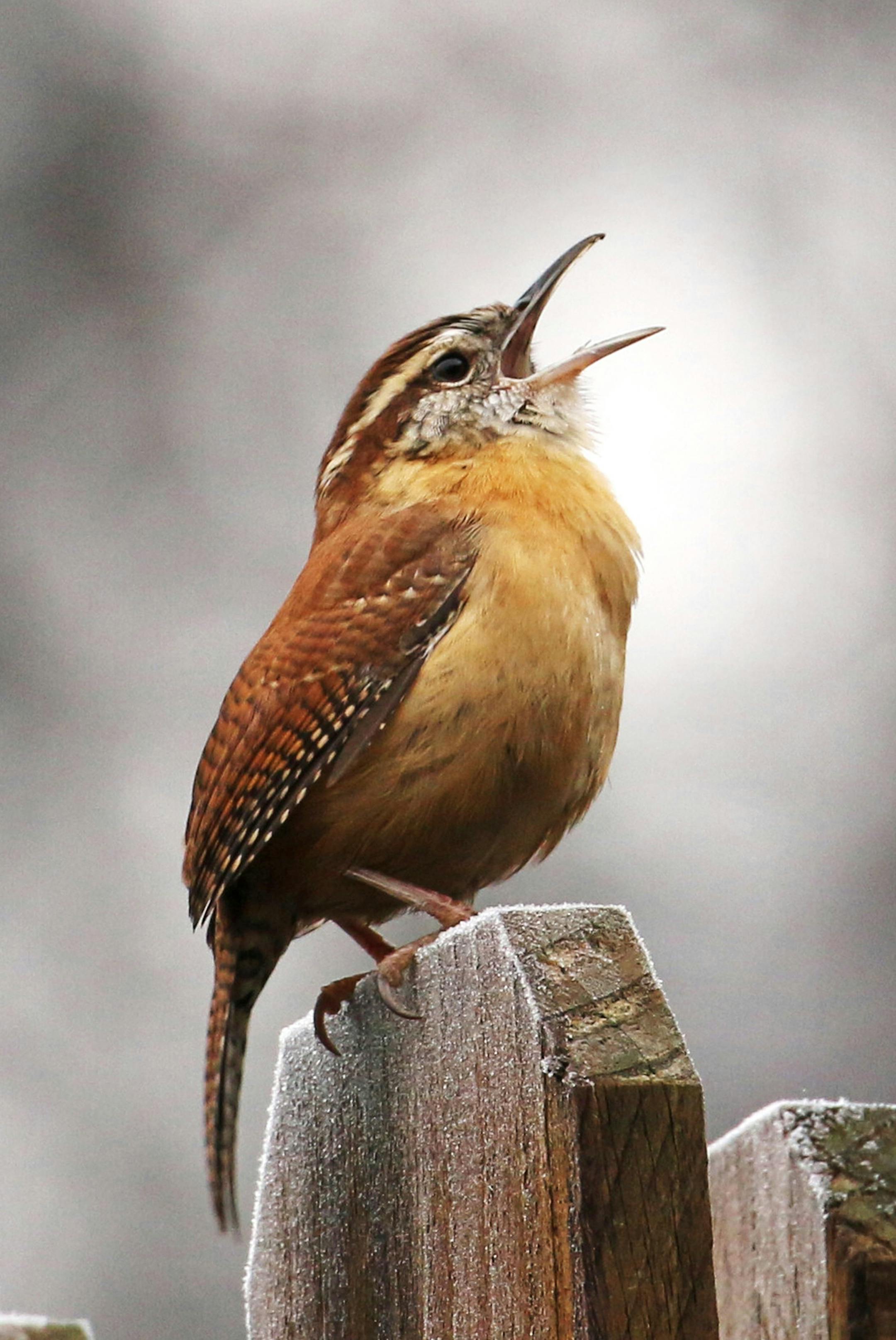 Photo by Phyllis Terchanik:
Carolina wrens sing year round. FOR ONE TIME USE ONLY with birding column