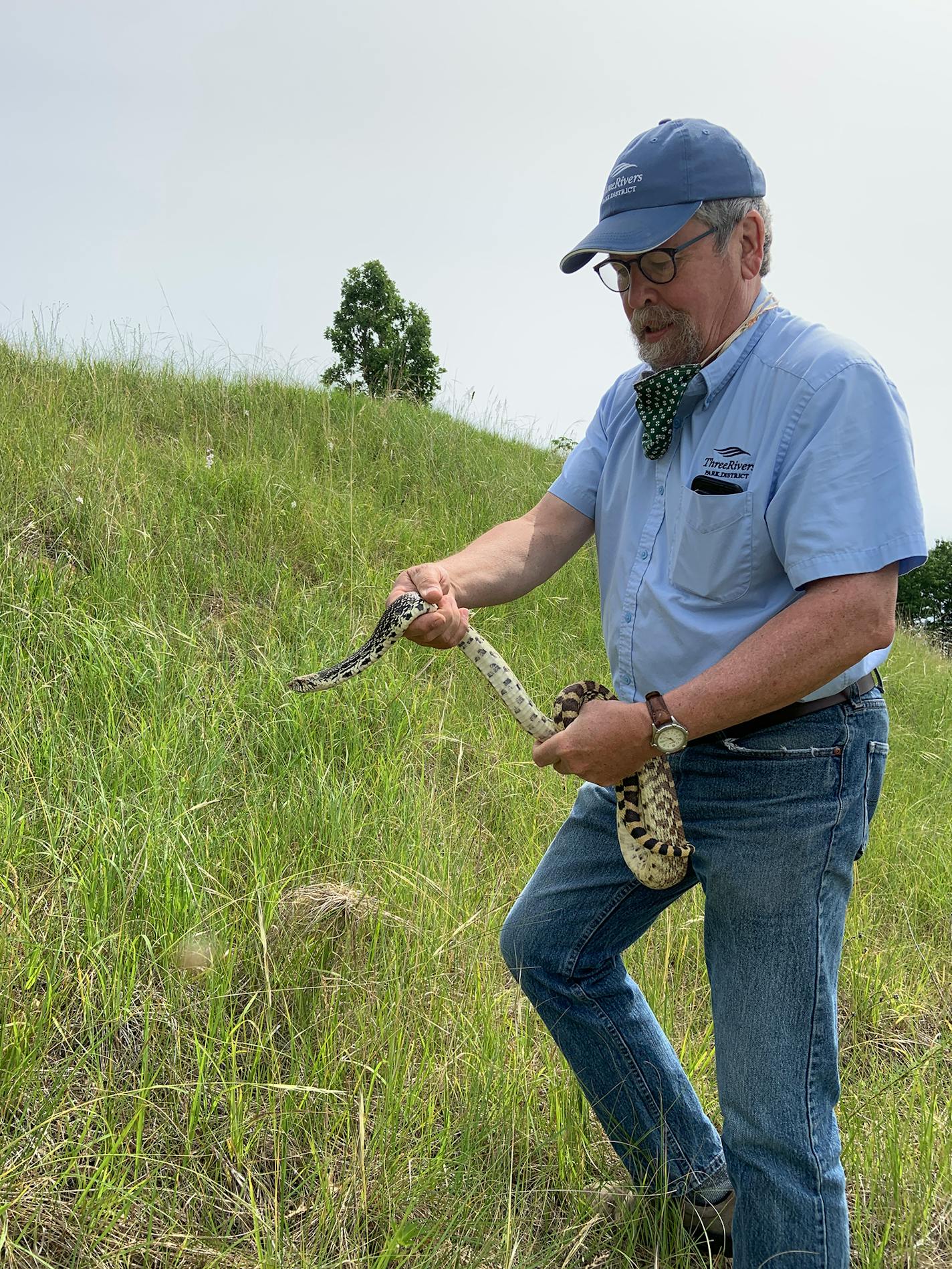 John Moriarty, senior wildlife manager at Three Rivers Parks District, held a bull snake he plucked from the prairie floor. The snakes have helped keep the pocket gopher population in check.