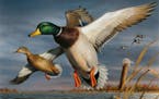 Bob Hautman, an artist from Delano, Minn., is the winner of the 2017 Federal Duck Stamp Art Contest