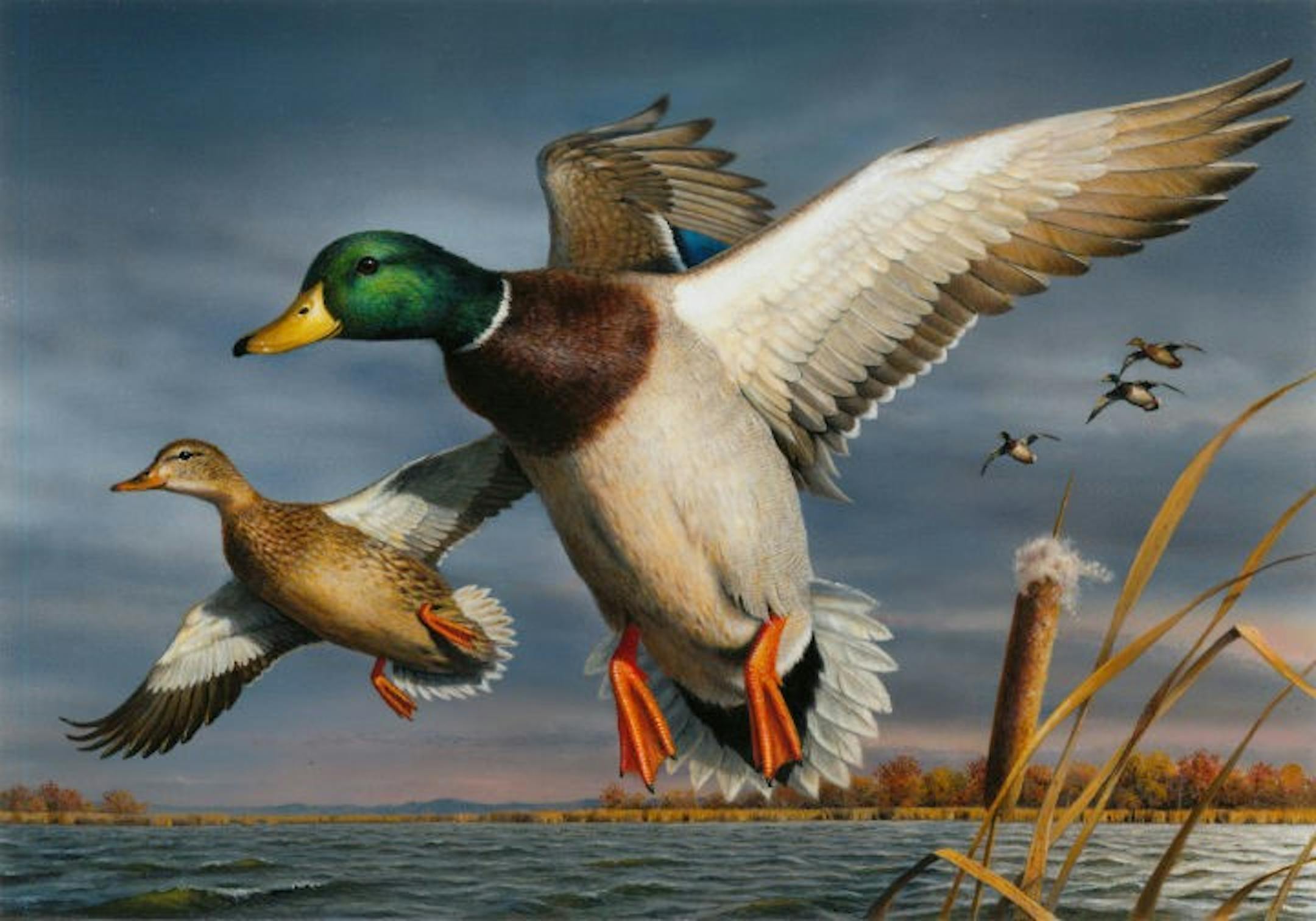 Bob Hautman, an artist from Delano, Minn., is the winner of the 2017 Federal Duck Stamp Art Contest