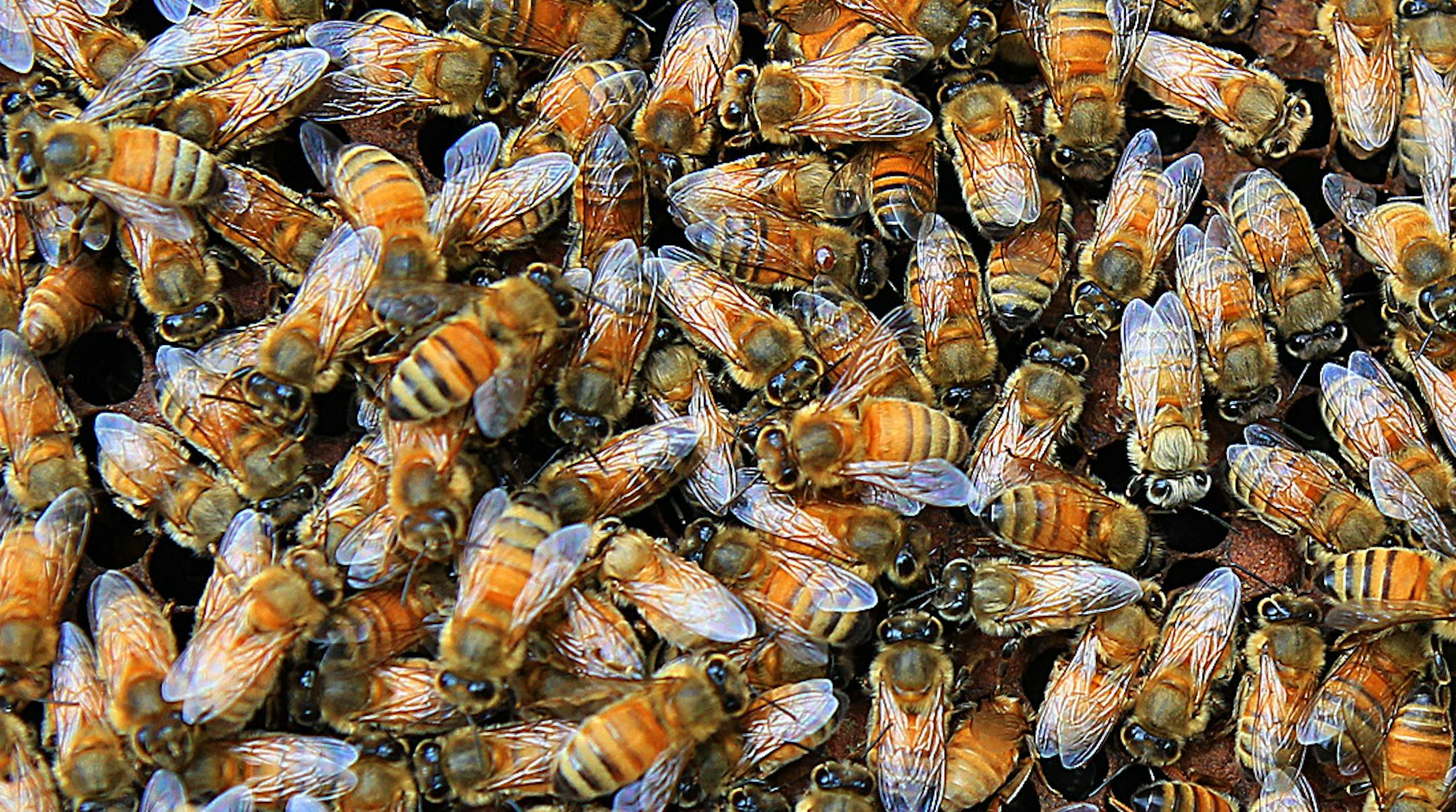 JIM GEHRZ &#x201a;&#xc4;&#xa2; jgehrz@startribune.comFalcon Heights/September 28, 2010/12:00 PM Marla Spivak is scientist at the University of Minnesota who recently won a $500,000 MacArthur &#x201a;&#xc4;&#xfa;Genius&#x201a;&#xc4;&#xf9; grant for her work to understand and protect honey bees who are one of the most important pollinators in nature. IN THIS PHOTO:] A hive is comprised of thousands of bees.