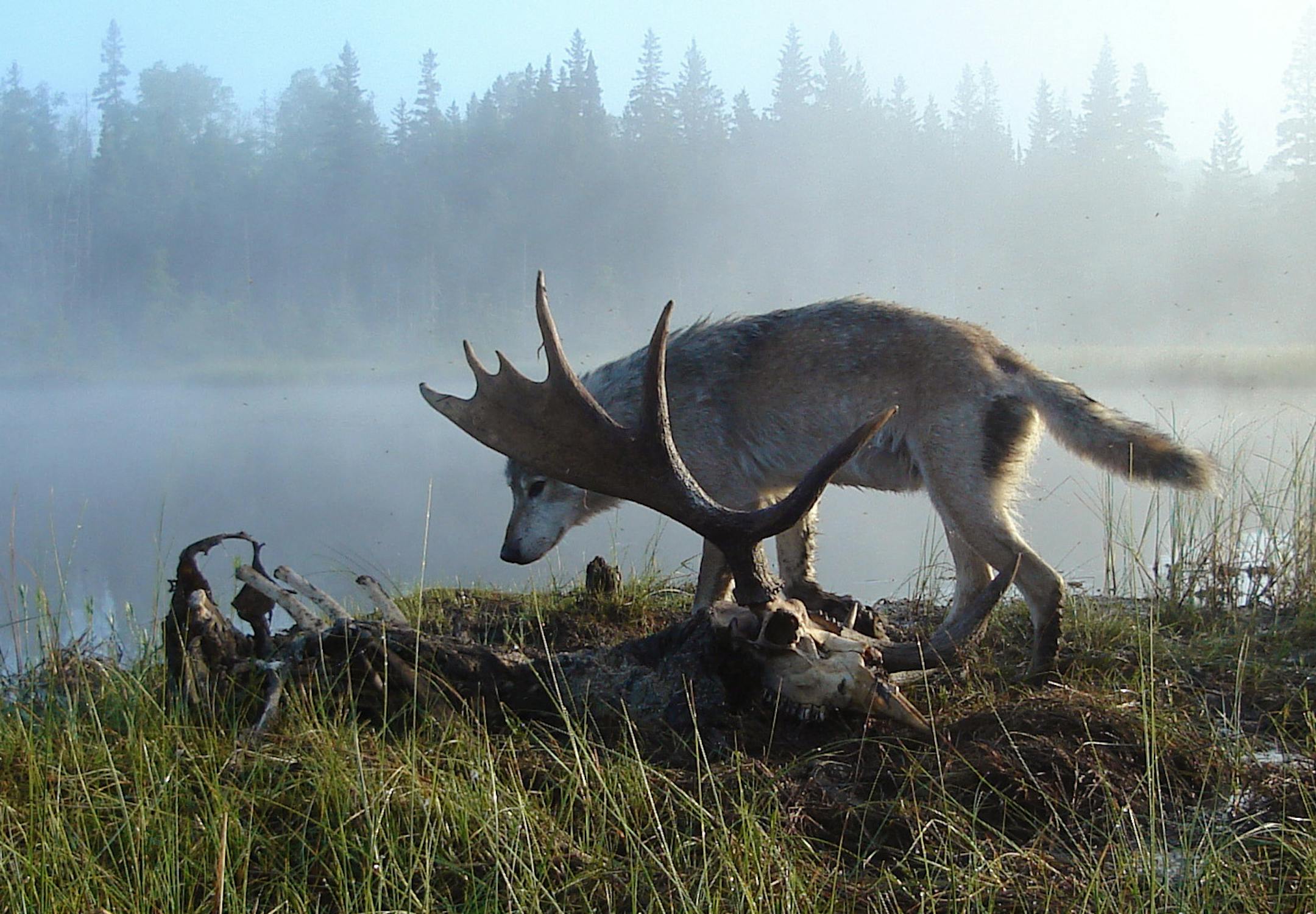 BRIAN PETERSON • brian.peterson@startribune.com Isle Royale National Park, 9/16/2009 ] BRIAN PETERSON • brian.peterson@startribune.com Isle Royale National Park, 9/16/2009 ] Isle Royale is also home to the world’s longest continuous study of a predator-prey relationship. Isle Royale is an ideal outdoor laboratory to study the wolves and moose. Because there are no roads and vehicles, or cabin-building, or human hunting, researchers can observe how nature functions
