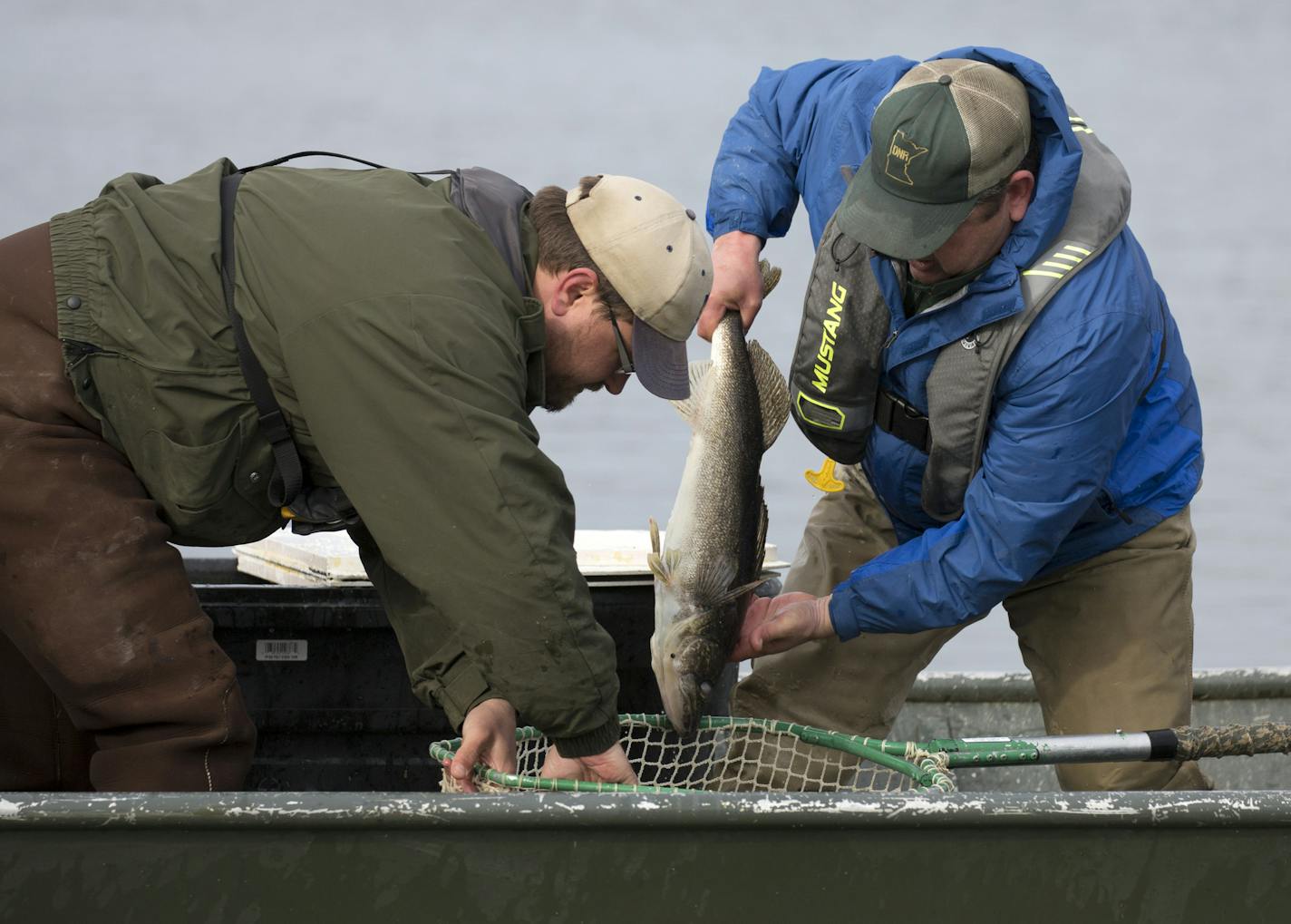 DNR fisheries biologists were out netting both male and female walleyes on Mille Lacs Lake Monday morning, to capture eggs and fertilize them for future restocking back into Mille Lacs Lake. This is the first step in a research project that will provide information about the number of Mille Lacs Lake walleye hatched in the wild. ] Brian.Peterson@startribune.com Isle, MN - 04/18/2016