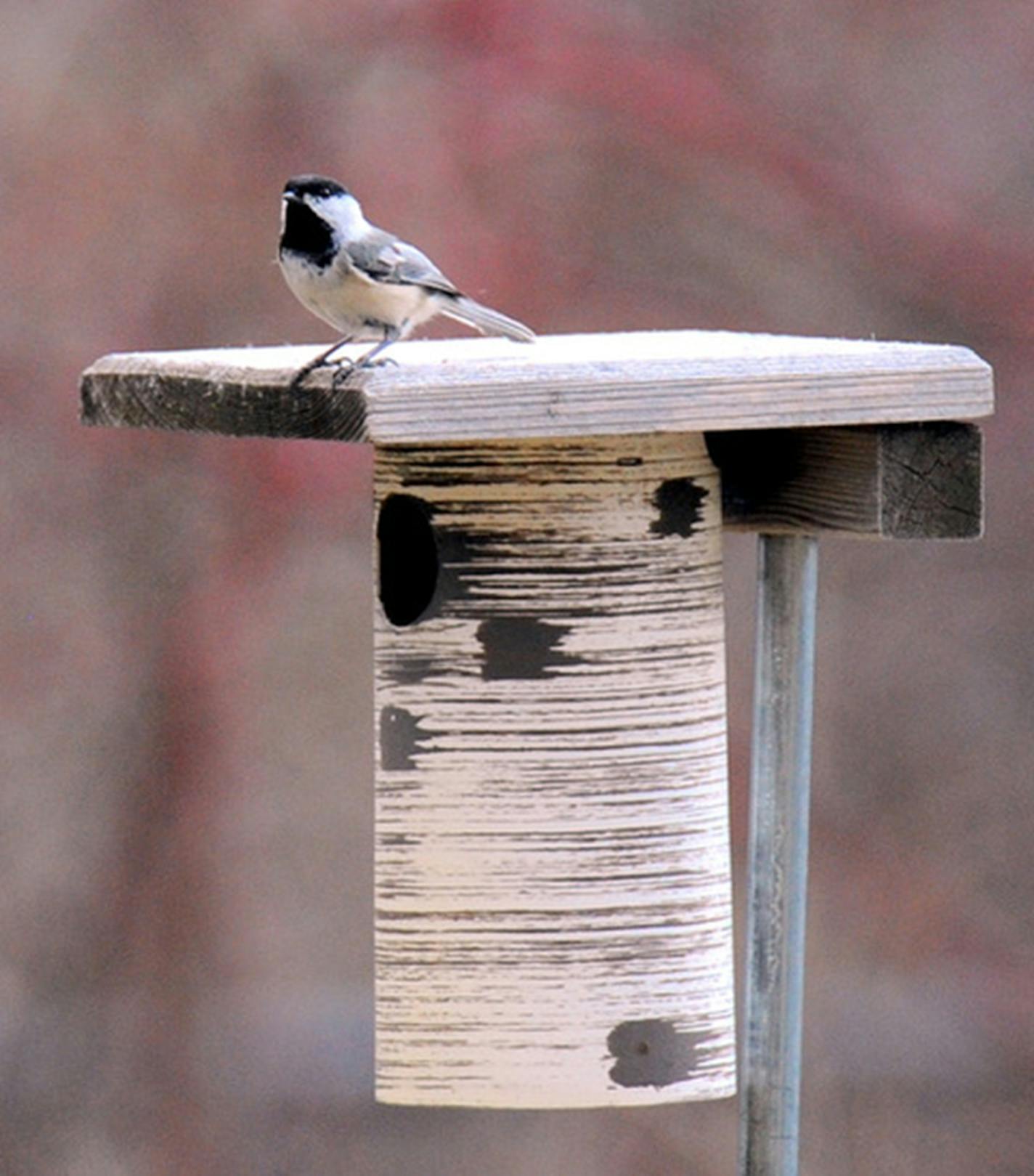 Chickadees will nest in human-made nest boxes Photo by Jim Williams