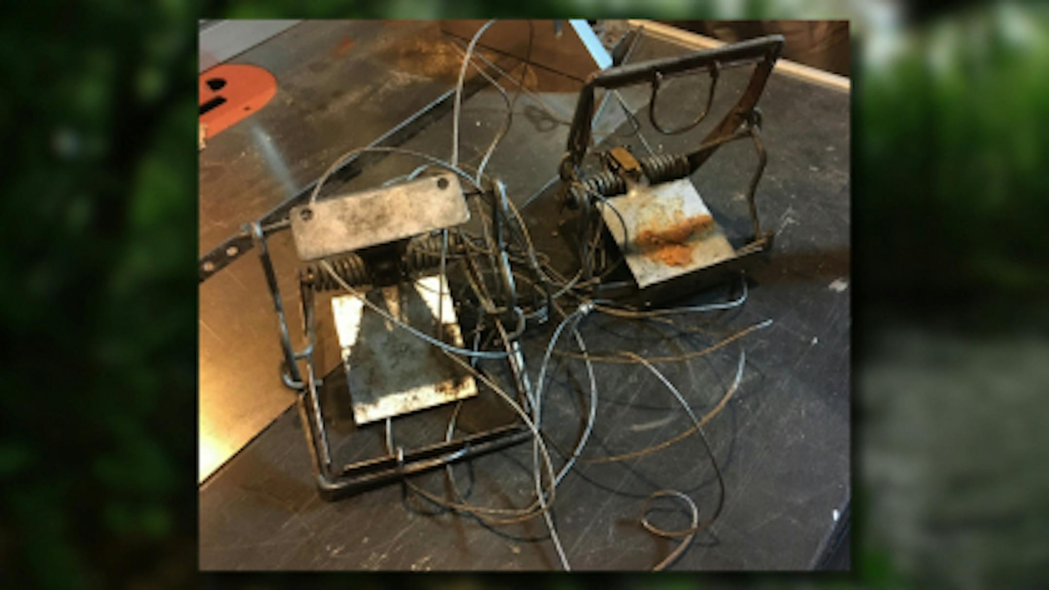 Trap found along Shingle Creek Trail.