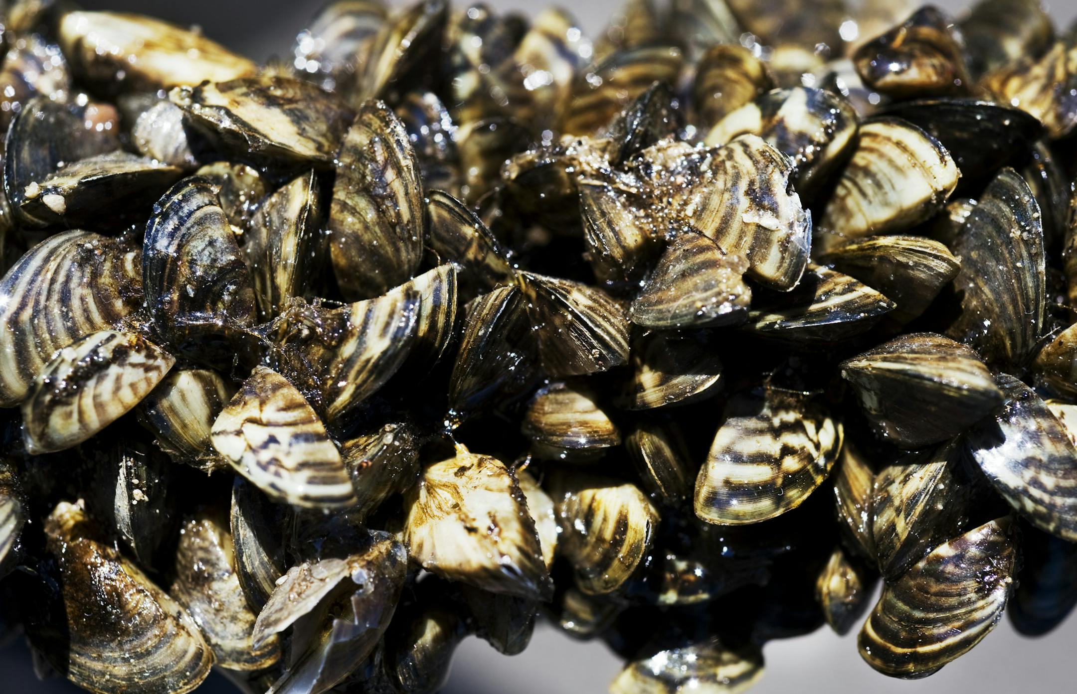 DAVID BREWSTER &#xef; dbrewster@startribune.com Thursday 07/01/10 Wayzata DNR officials will be inspecting boats entering and leaving Lake Minnetonka and will also demonstrate the proper way to clean and drain boats to prevent the movement of invasive species. IN THIS PHOTO: ] DNR officials showed this example of zebra mussels clustered on a small tree branch that had fallen into Rice Lake near Brainard. ORG XMIT: MIN2013013116451765