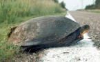 A Blanding's turtle is about to cross a road at Weaver Dunes near Kellogg, Minn.