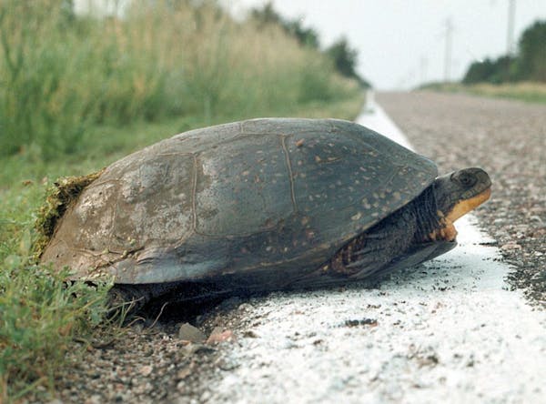 A Blanding's turtle is about to cross a road at Weaver Dunes near Kellogg, Minn.