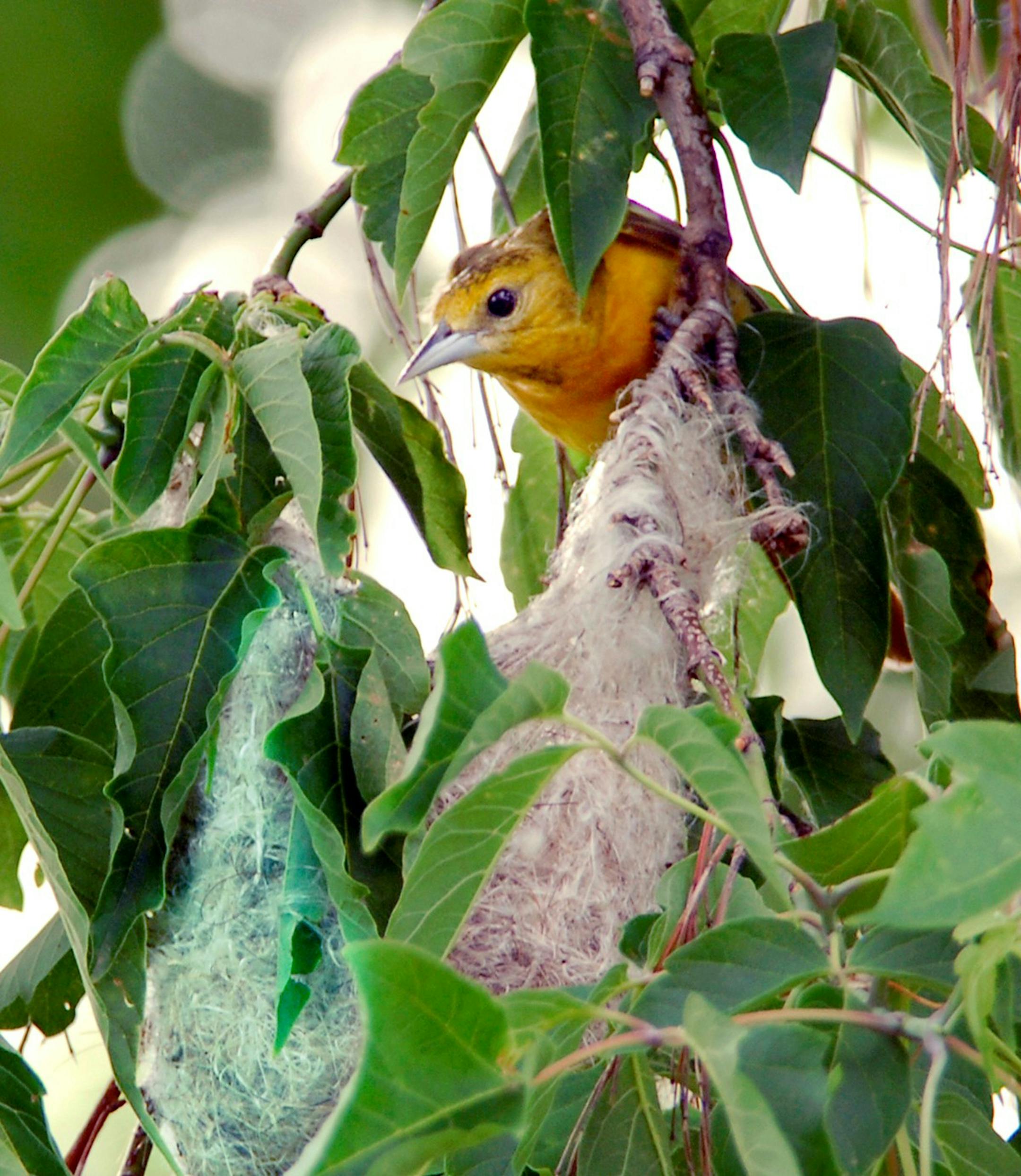 A female oriole leaves her carefully hidden nest to find more food for nestlings.
Jim Williams