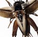 An undated handout photo of a flatwing cricket. Crickets on two Hawaiian islands have independently mutated to not chirp, gaining them protection from