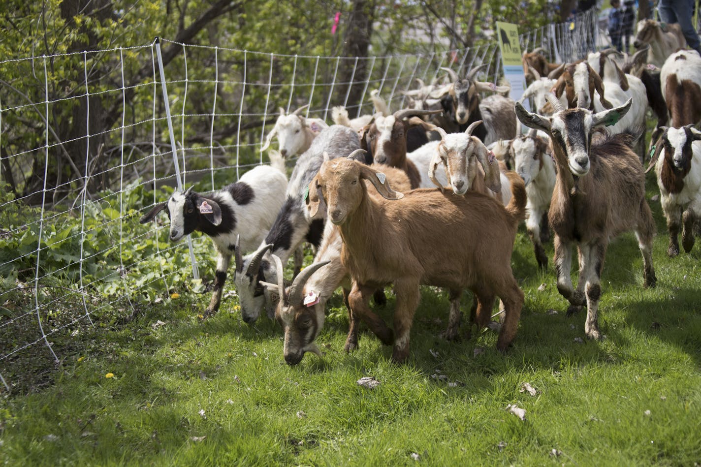 Goats were released Tuesday along the bluff edge at Indian Mounds Regional Park in St. Paul to eat unwanted vegetation. One was stolen early Friday but recovered after a high-speed chase.