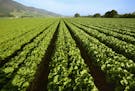 Romaine lettuce grows with the Santa Lucia Mountains in the background in Salinas Valley, Calif., in 2014. (Ed Young/DPA/Zuma Press/TNS) ORG XMIT: 154