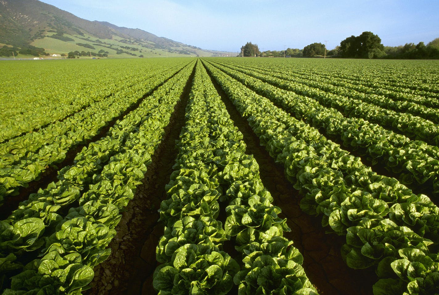 Romaine lettuce grows with the Santa Lucia Mountains in the background in Salinas Valley, Calif., in 2014. (Ed Young/DPA/Zuma Press/TNS) ORG XMIT: 1543542