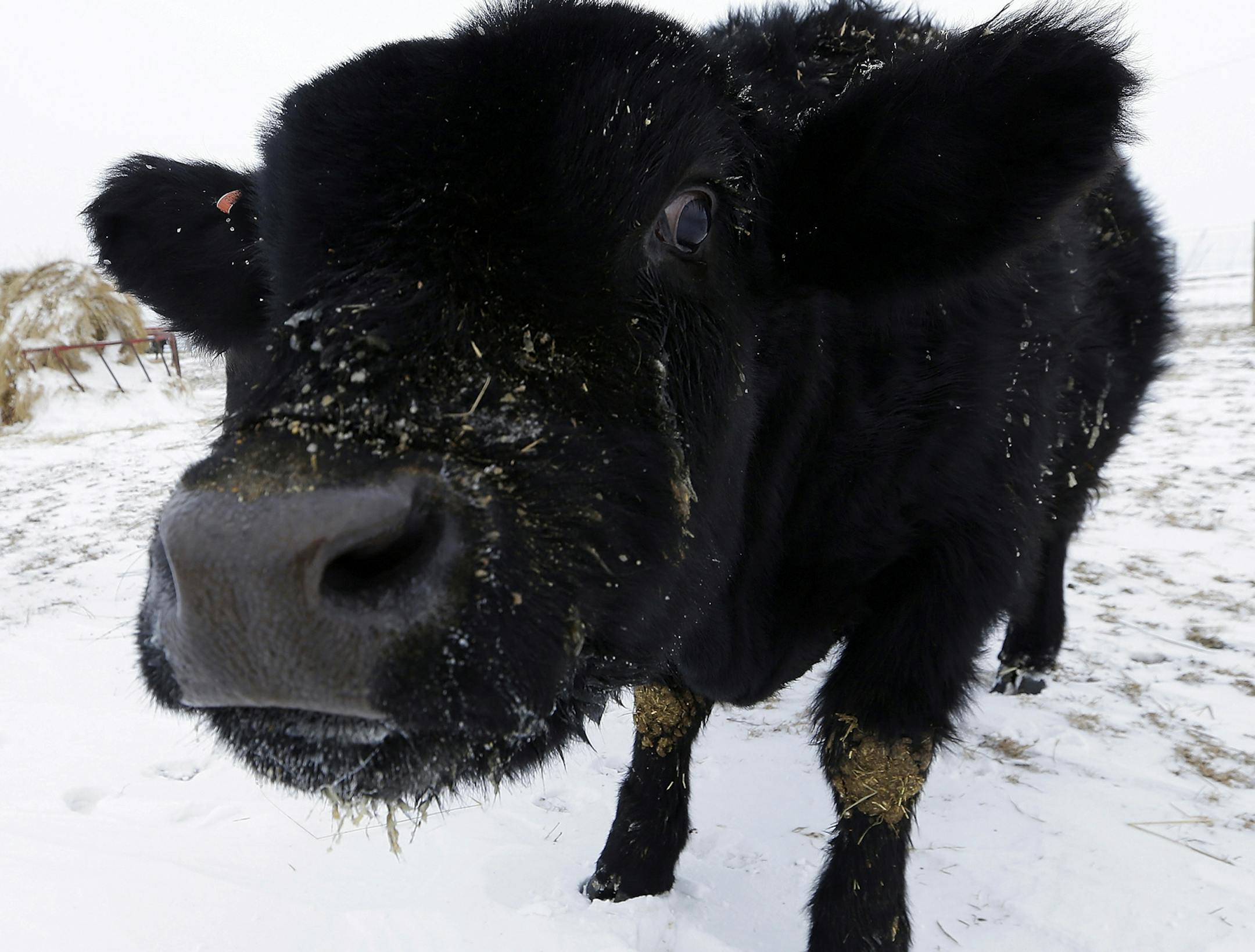 Isabella Graff, left, and her brother Zadok Graff, check on the family's beef cattle on the Bill Graff Farm, Tuesday, Jan. 7, 2014, in Middletown, Ill. Farm animals can withstand frigid outside temperatures if they're cared for properly with food, water and shelter. (AP Photo/Seth Perlman)