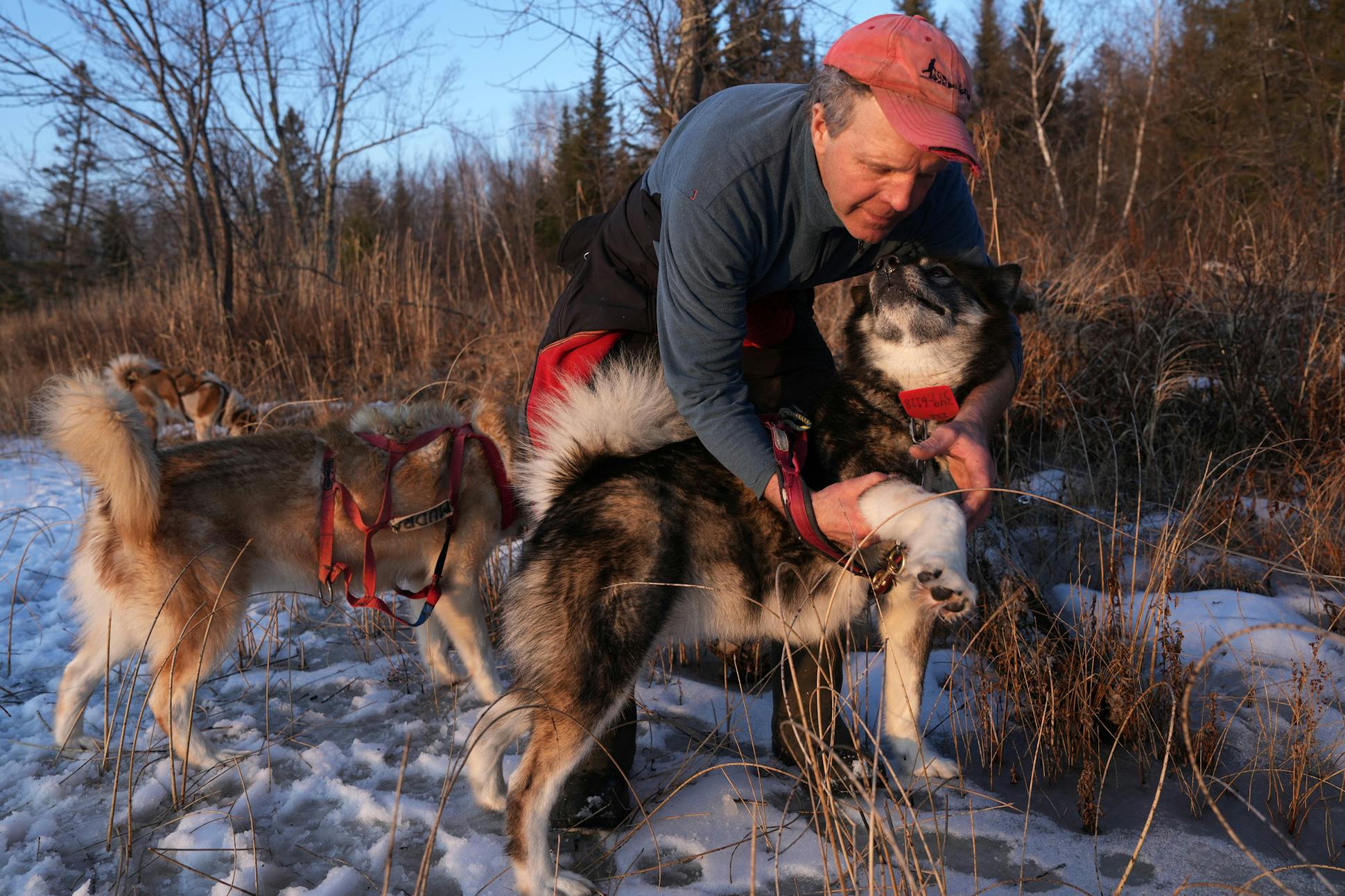 Paul Schurke, founder and guide at Wintergreen Dogsled Lodge, takes harnesses off the dog team at the end of the day in the BWCAW.