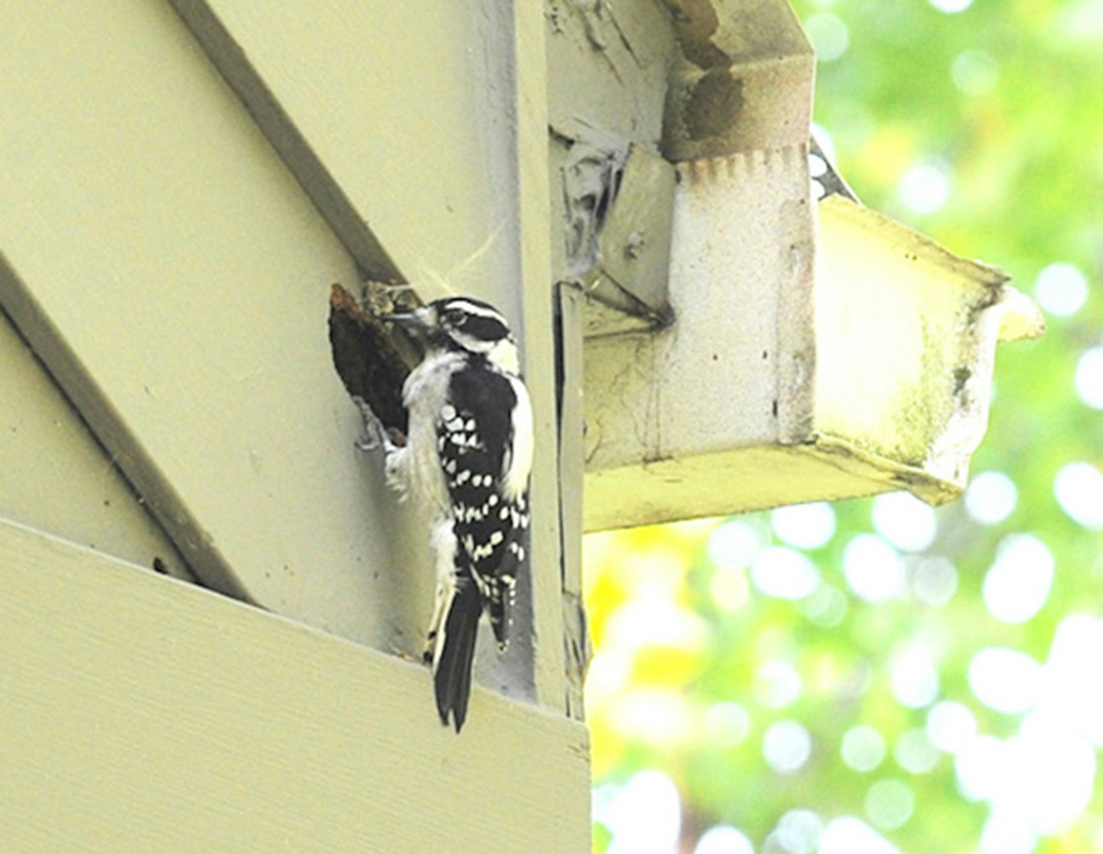 A downy woodpecker at a hole in the side of the house.