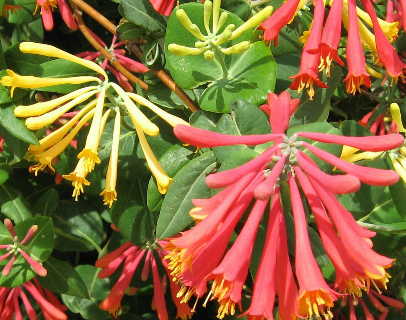 Native coral honeysuckle. (Photo courtesy Jan Newton) ORG XMIT: 1169292