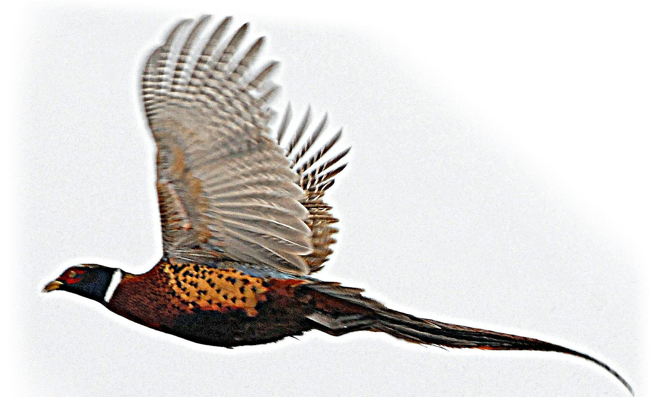 Rooster pheasants are among the world's most beutiful game birds. ORG XMIT: MIN2013100412292524