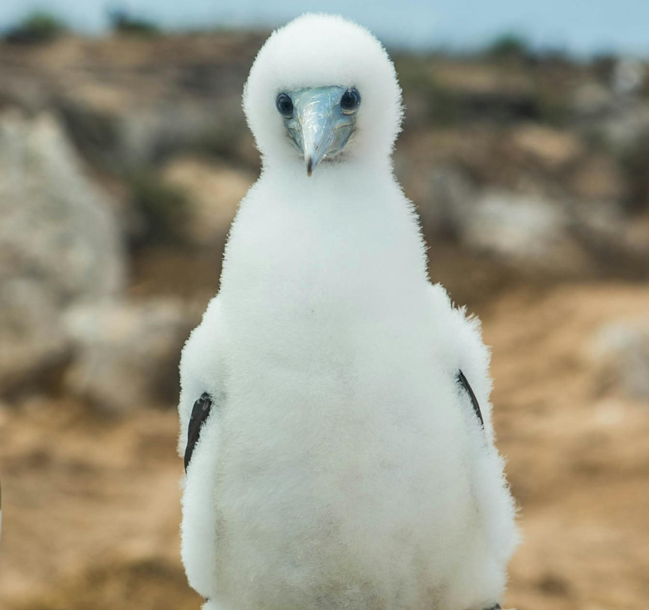Booby chick on "Magical Land of Oz"
Credit: Courtesy of Northern Pictures