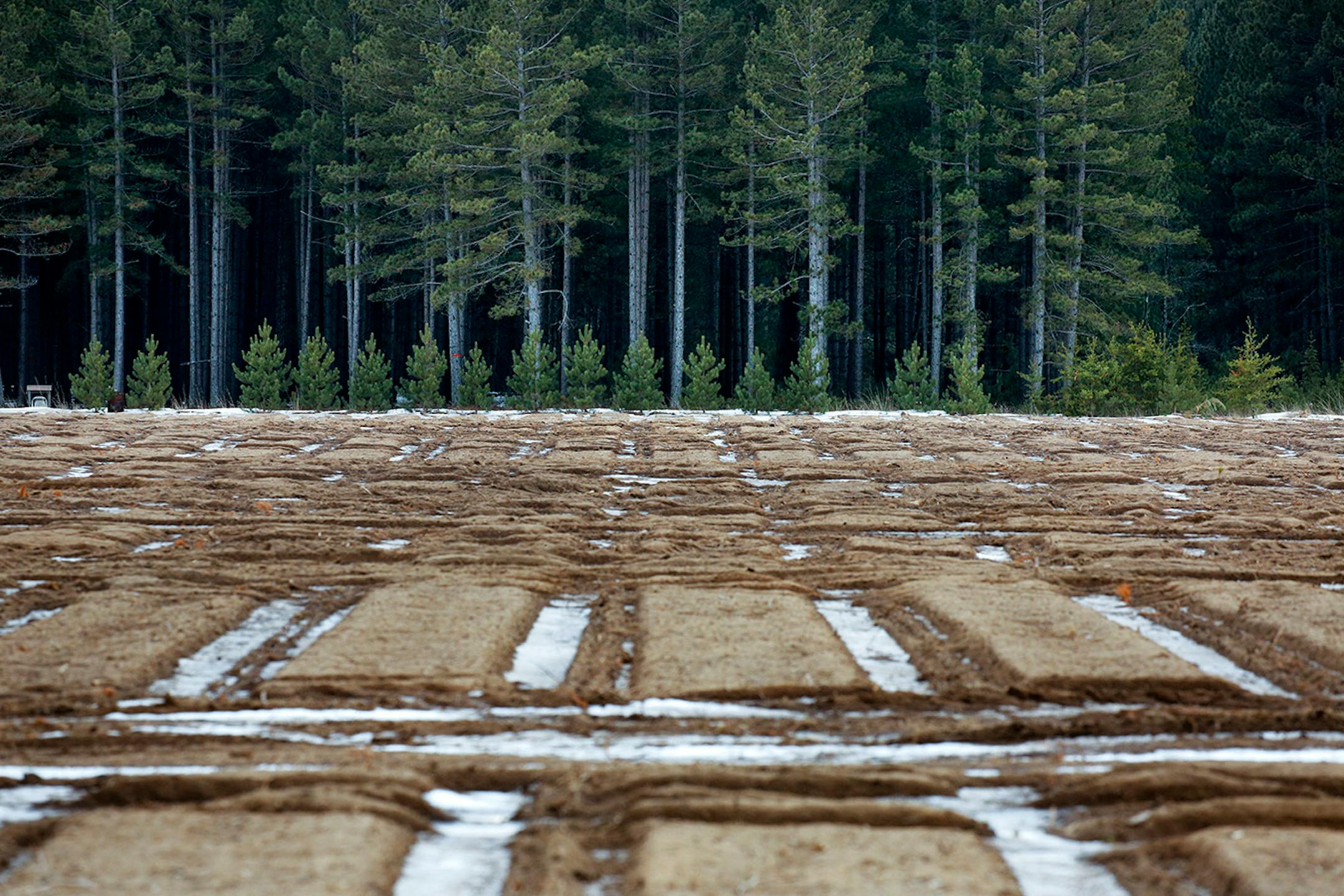 The mixed pine forests of central Minnesota are rapidly being replaced with agricultural fields. PotlatchCorp. is divesting its commercial forest lands, and its cheaper for potaote producers and farmers to tear out the forest and replace it with intensively farmed row crops like ptoatotes, corn and soybeans.
