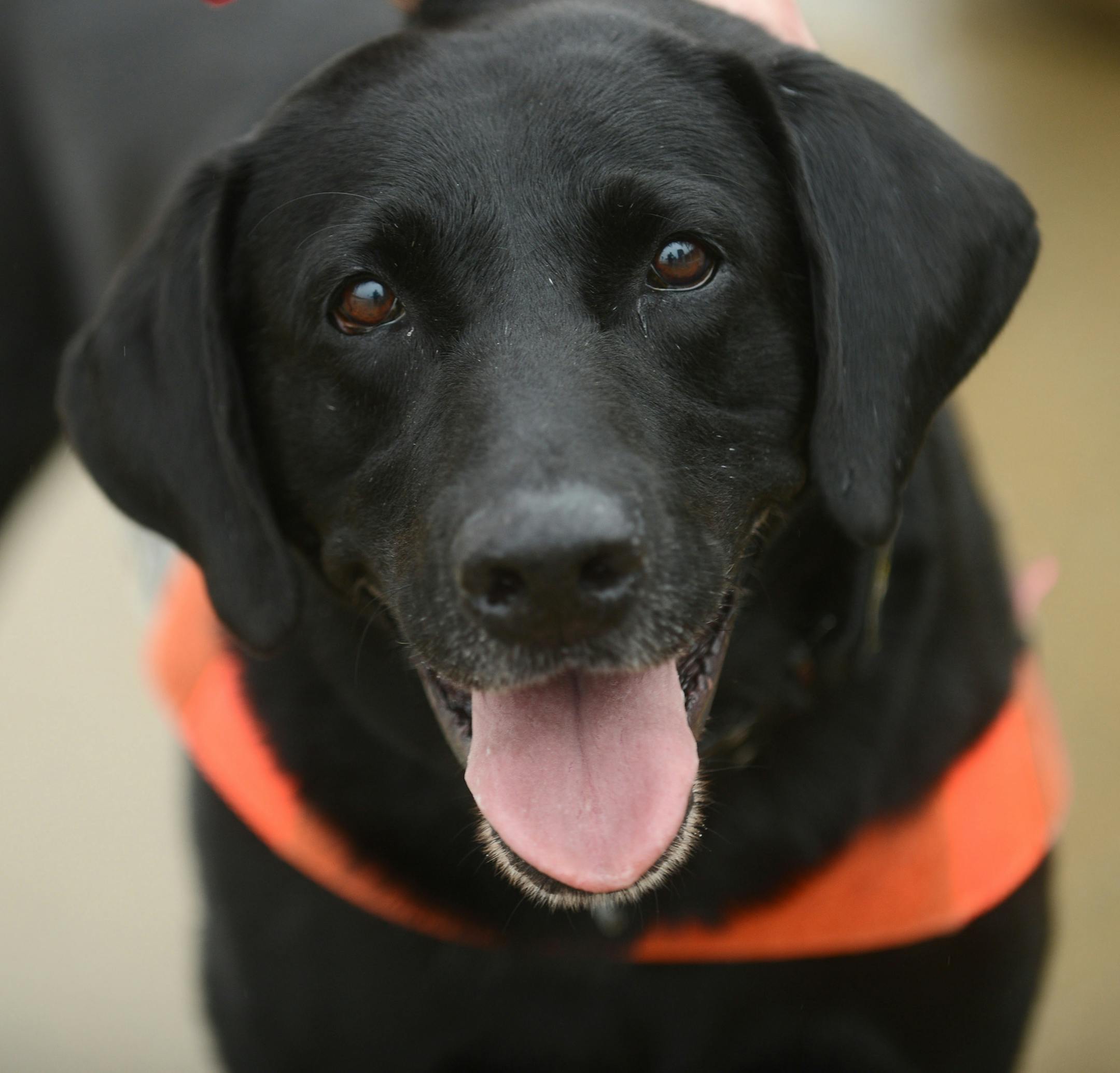 TSA explosives-detection dog Howard, seen at Reagan National Airport in 2018, has the floppy ears that the agency says it is increasingly seeking out. MUST CREDIT: Photo for The Washington Pos by Astrid Riecken ORG XMIT: 132.0.738038288