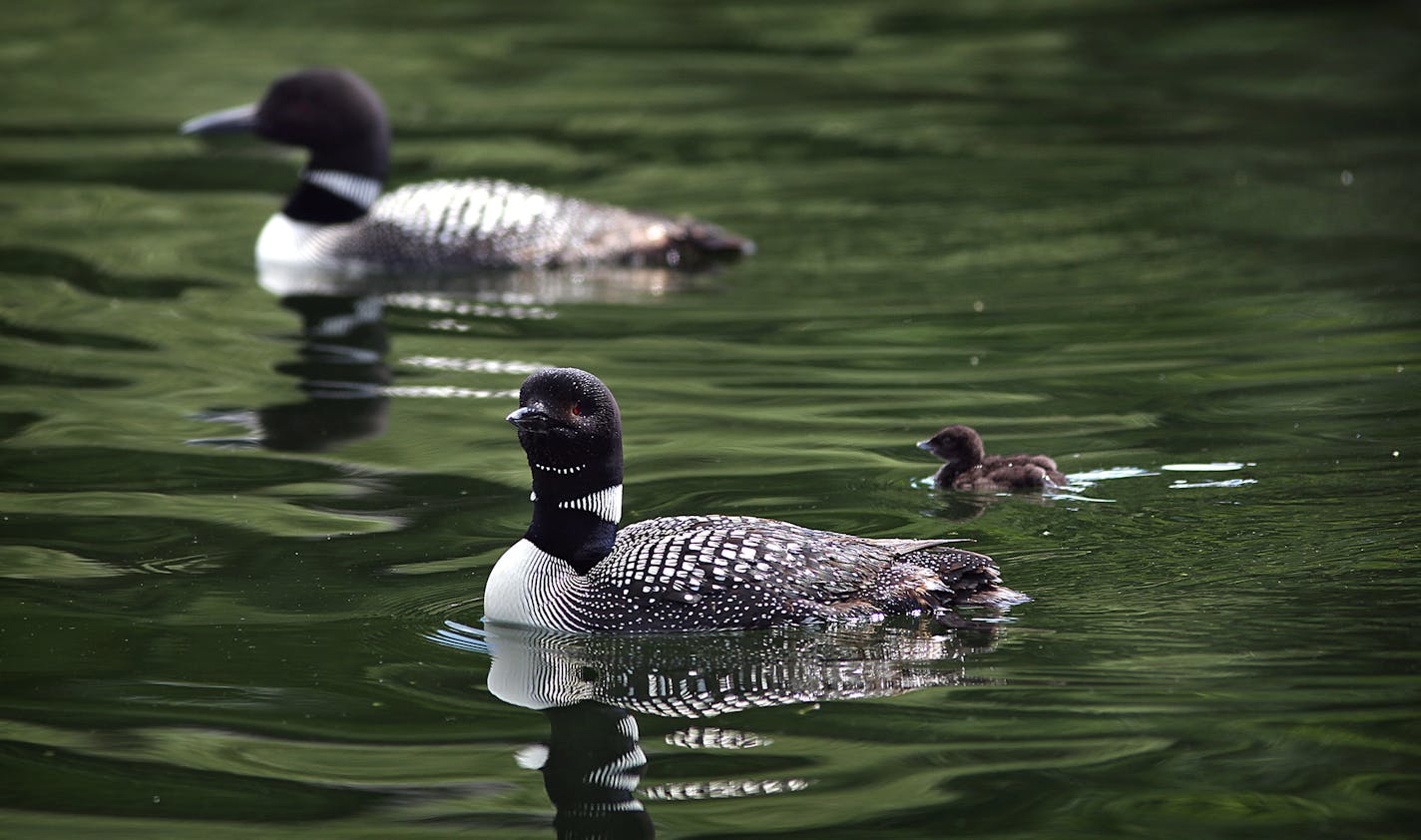 A family of loons, Minnesota&#x201a;&#xc4;&#xf4;s state bird, swam along the calm surface of Lake Minnetonka. ]JIM GEHRZ &#x201a;&#xc4;&#xa2; jgehrz@startribune.com / Minneapolis, MN / July 3, 2014 / 11:00 AM / BACKGROUND INFORMATION: The July 4th weekend is usually the busiest weekend of the entire year for Lake Minnetonka and other Minnesota waterways. But not this year. Record flooding has forced unprecedented wake restrictions on lakes like Minnetonka, turning a usually raucous, crowded lake