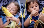 Rose Gleason, 3, and James Gleason, 5, of Atlanta ate corn on the cob Thursday at the Minnesota State Fair.